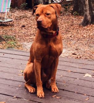 Shrimp, a Adoptable mixed breed in Gainesville, FL image 2/2