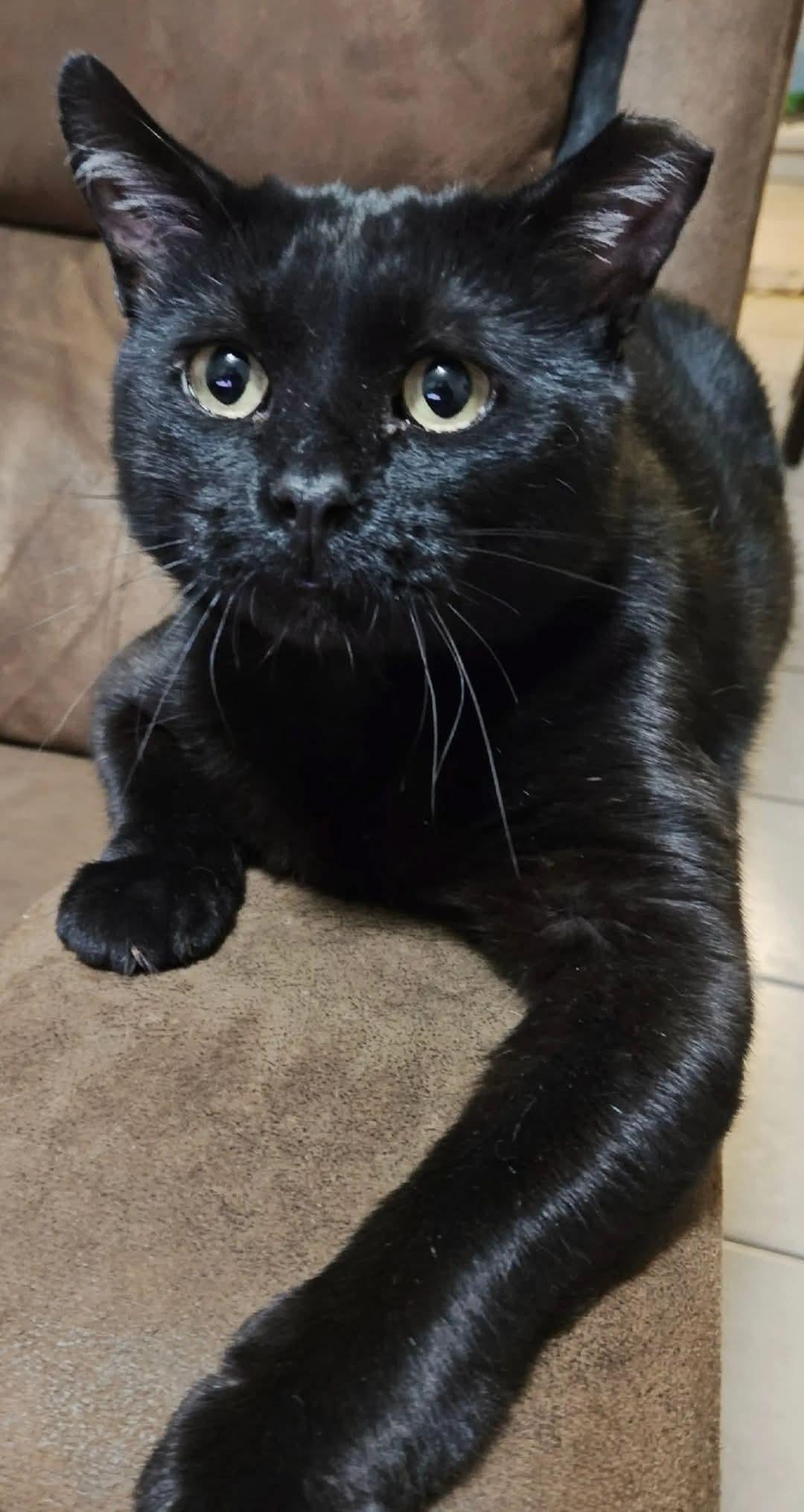 Fats, a Adoptable Domestic Short Hair in Fresno, CA image 3/5