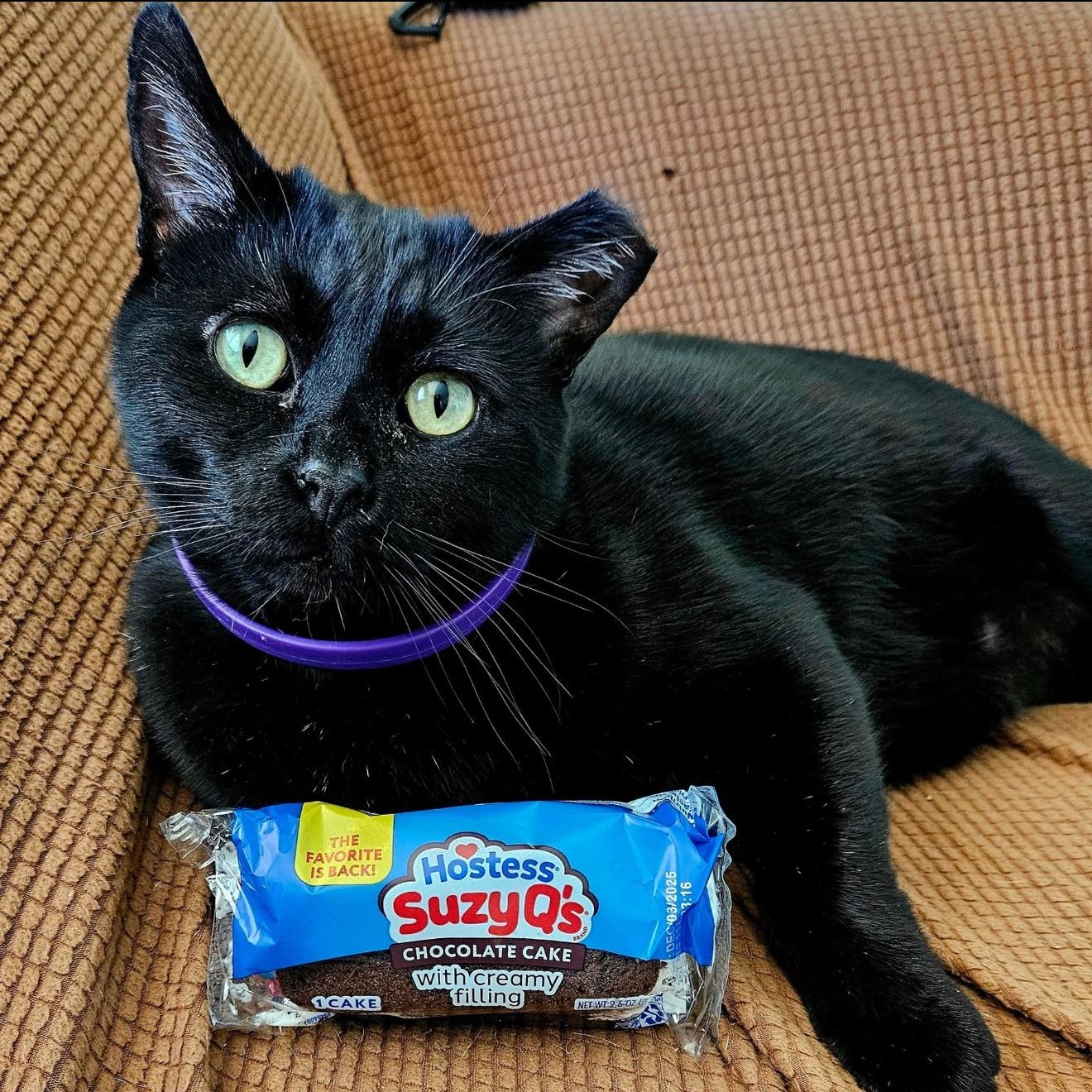 Fats, a Adoptable Domestic Short Hair in Fresno, CA image 1/5