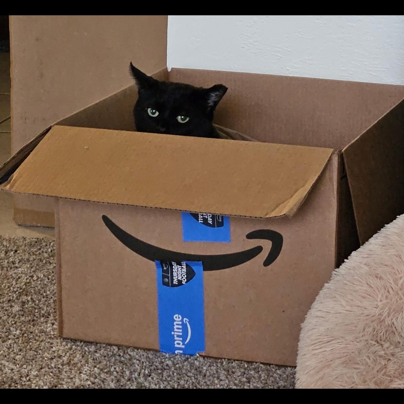 Fats, a Adoptable Domestic Short Hair in Fresno, CA image 5/5