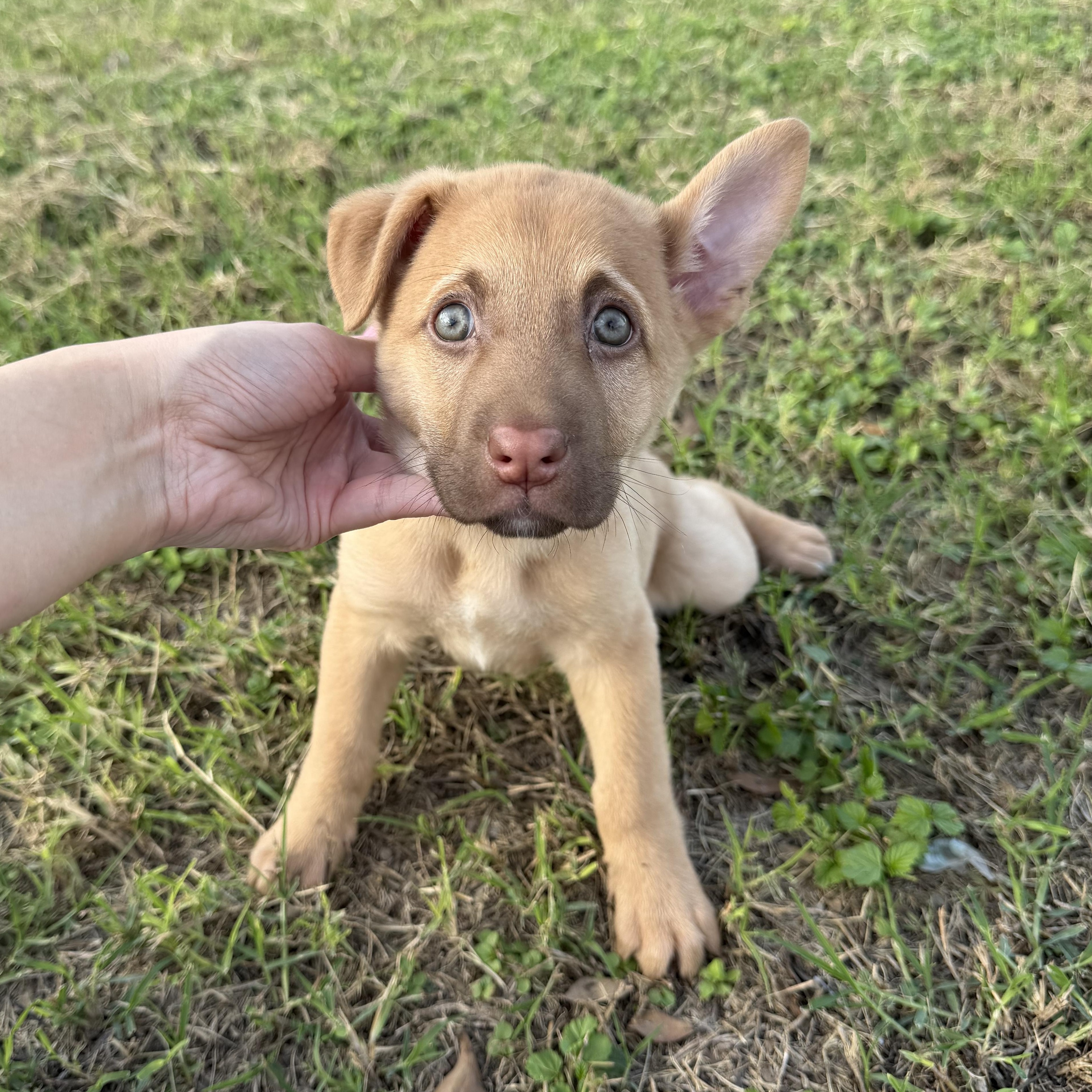 Enlarge Sheba, a Adoptable mixed breed in Minneapolis , MN image 1/5