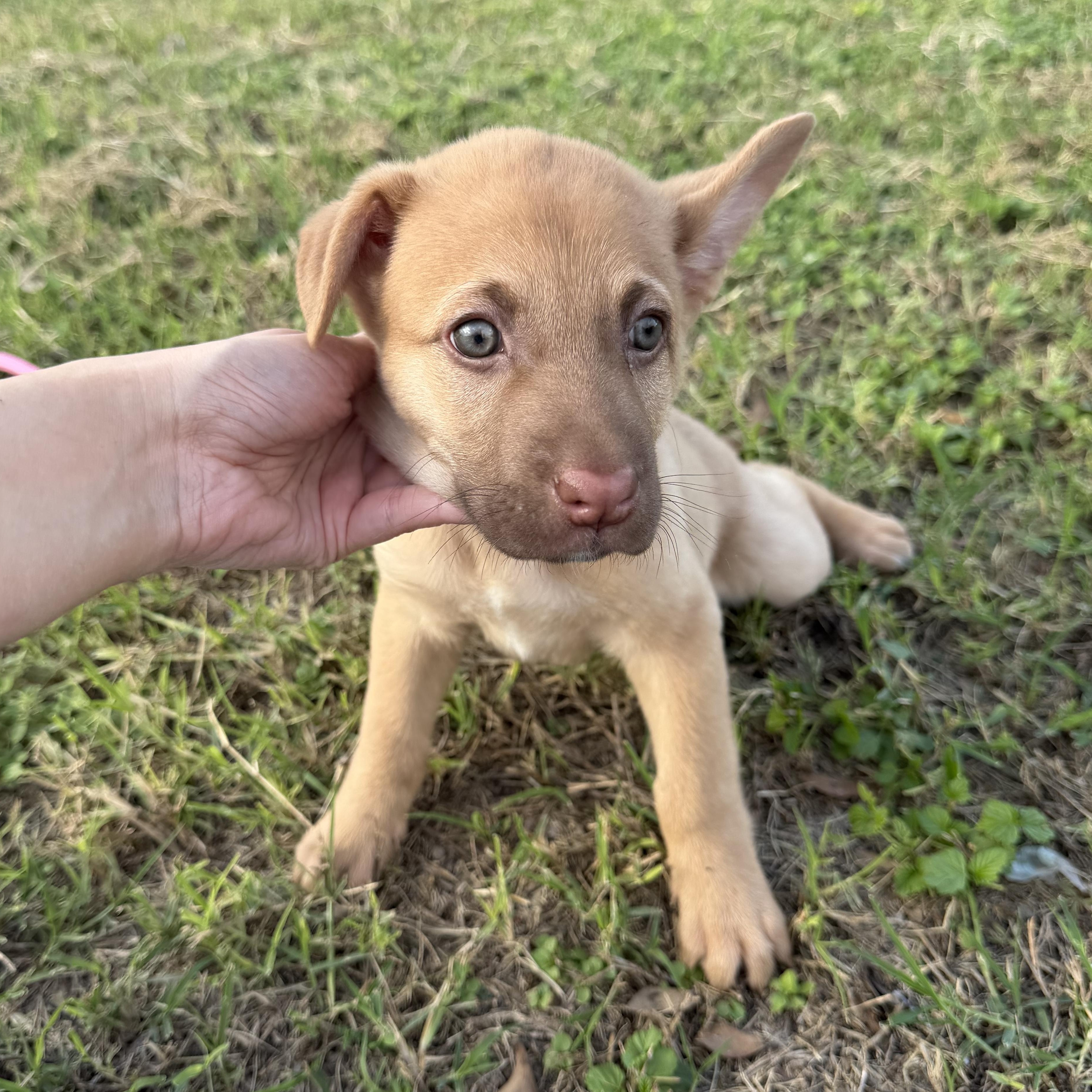 Enlarge Sheba, a Adoptable mixed breed in Minneapolis , MN image 2/5