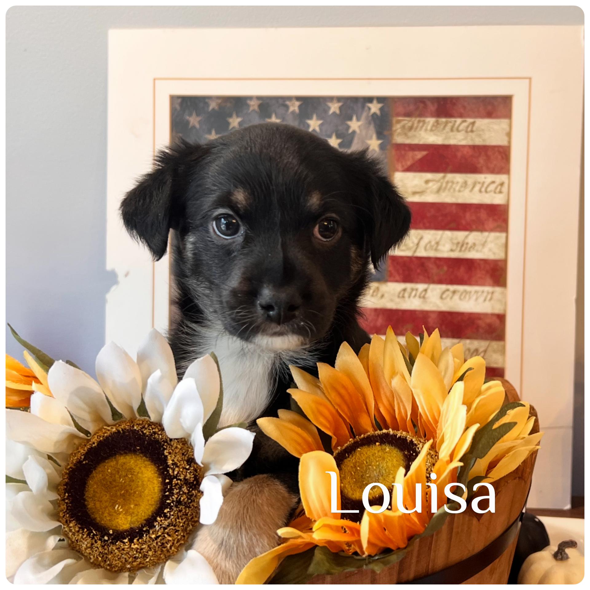 Louisa