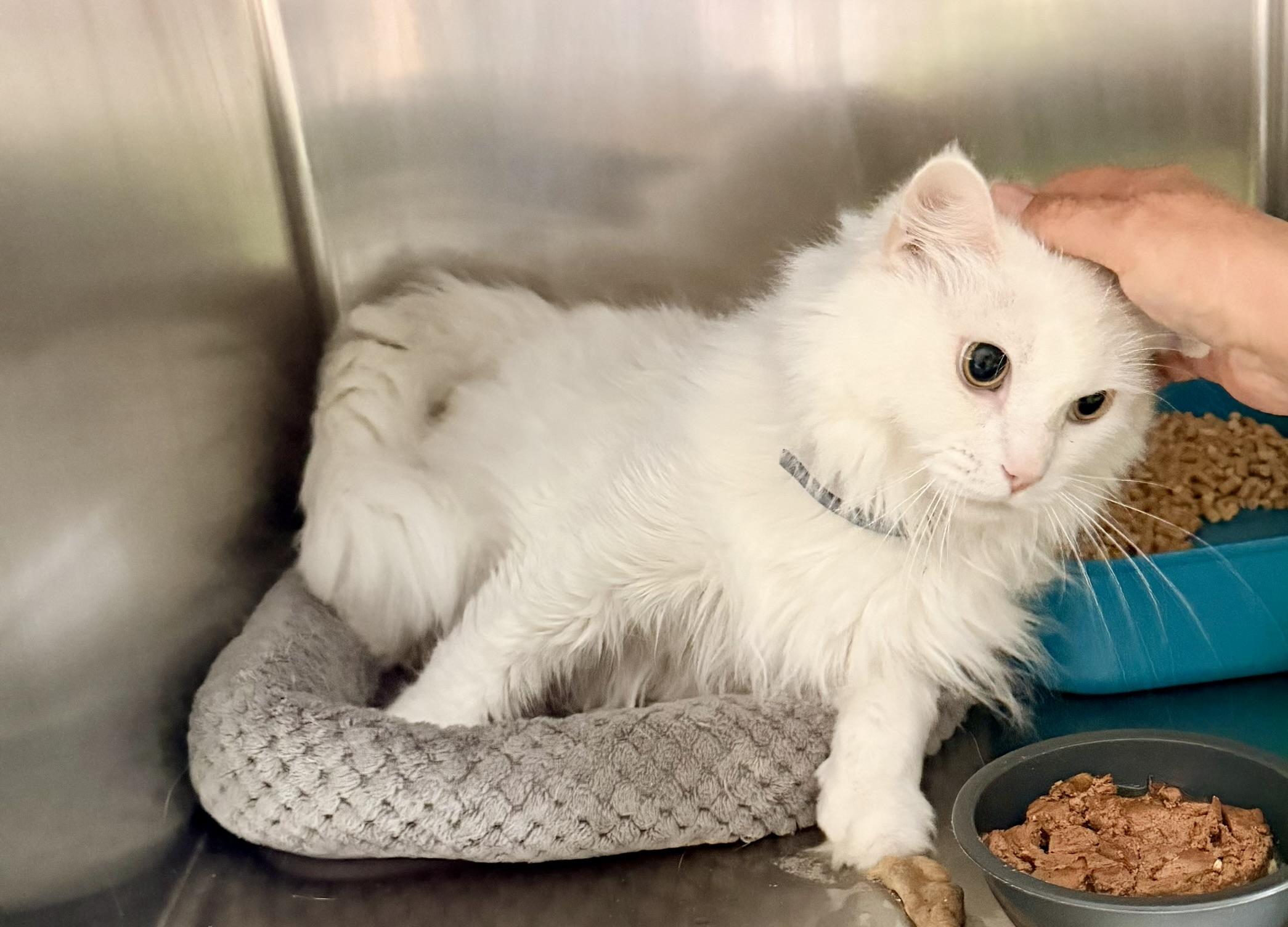 Enlarge Mucho, an adopted Domestic Long Hair in Petersburg, VA image 3/3