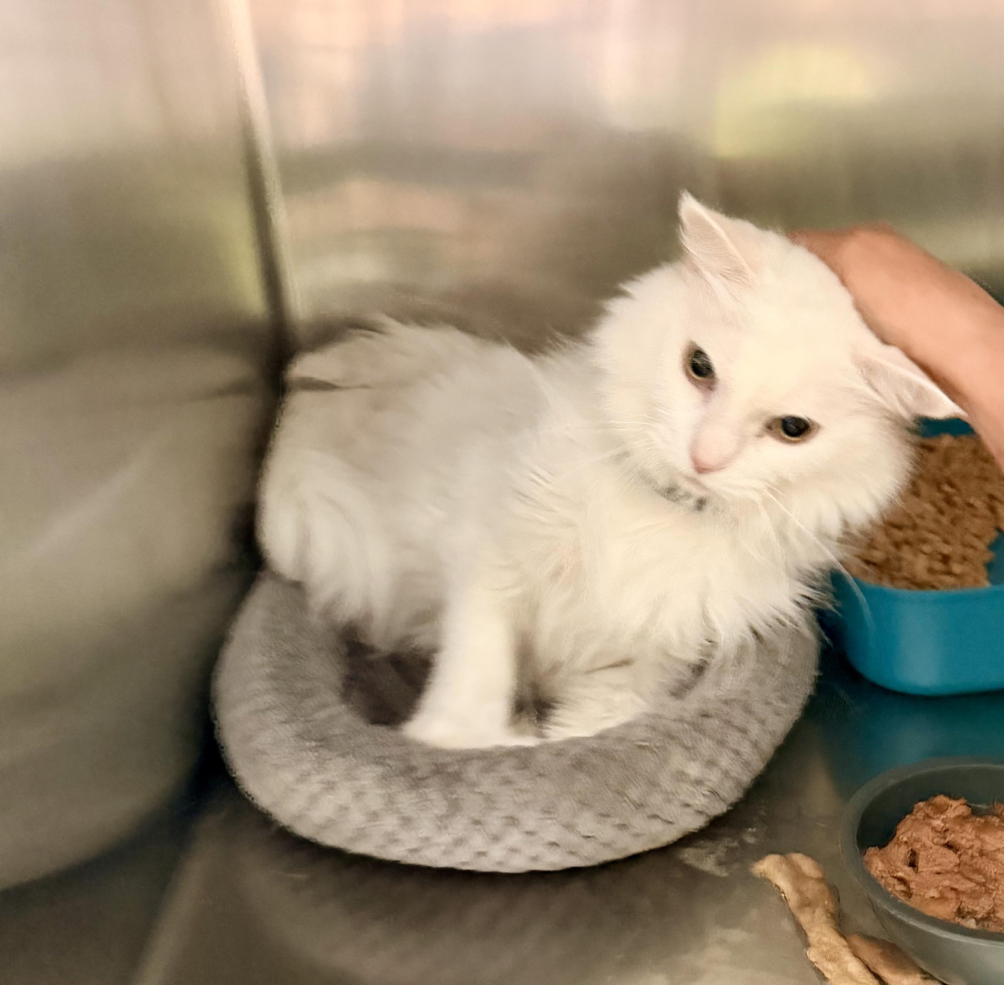 Mucho, adopted, Senior Male Domestic Long Hair.