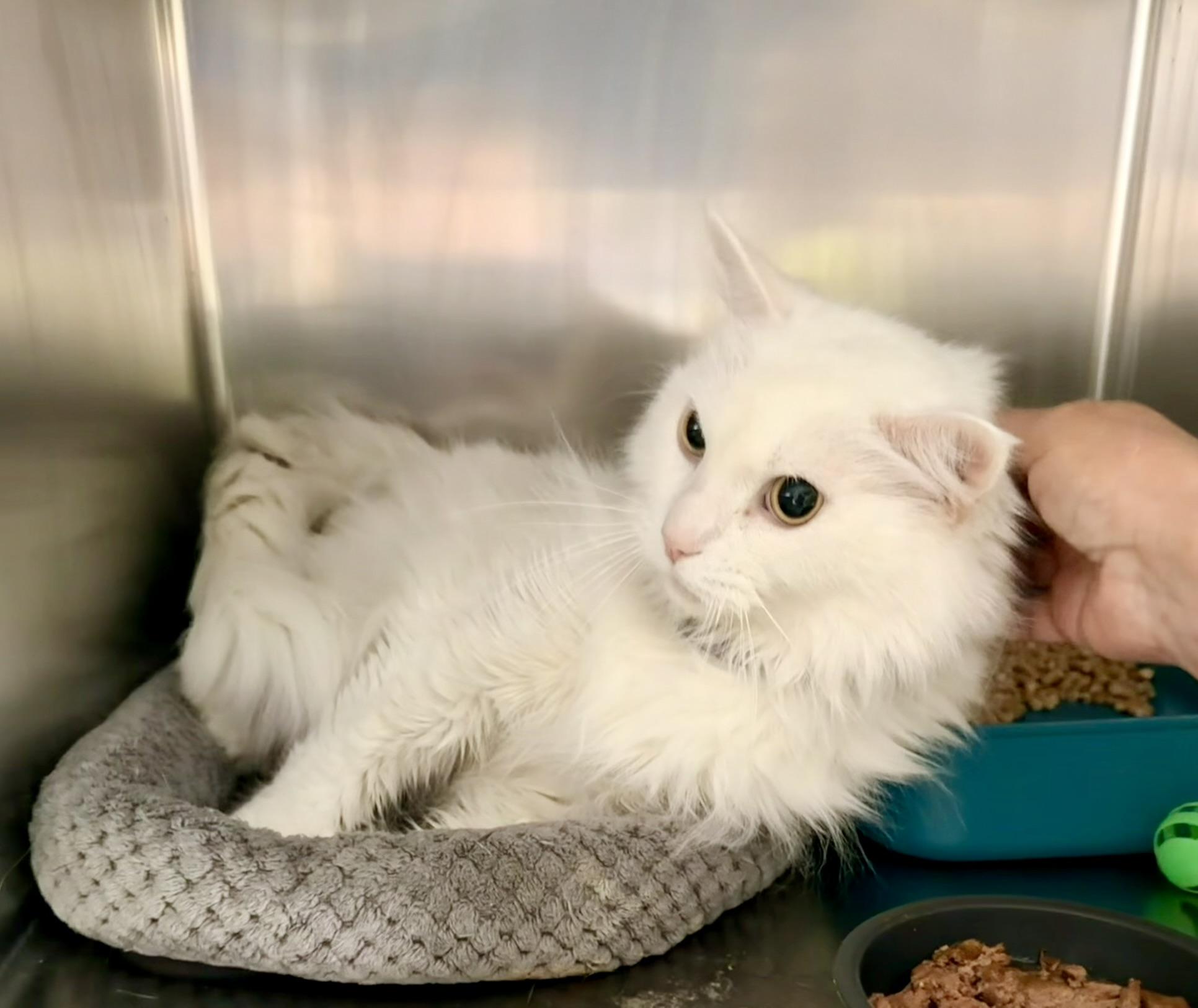 Enlarge Mucho, an adopted Domestic Long Hair in Petersburg, VA image 2/3