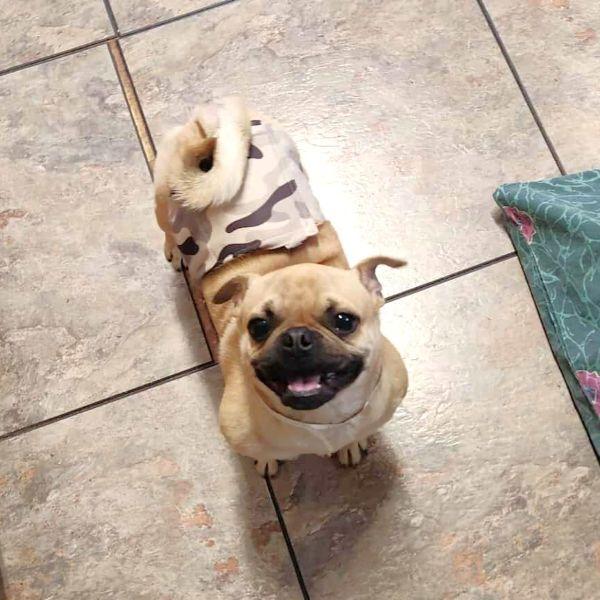 Enlarge Chevy, an adopted Pug in Alvin, TX image 1/1