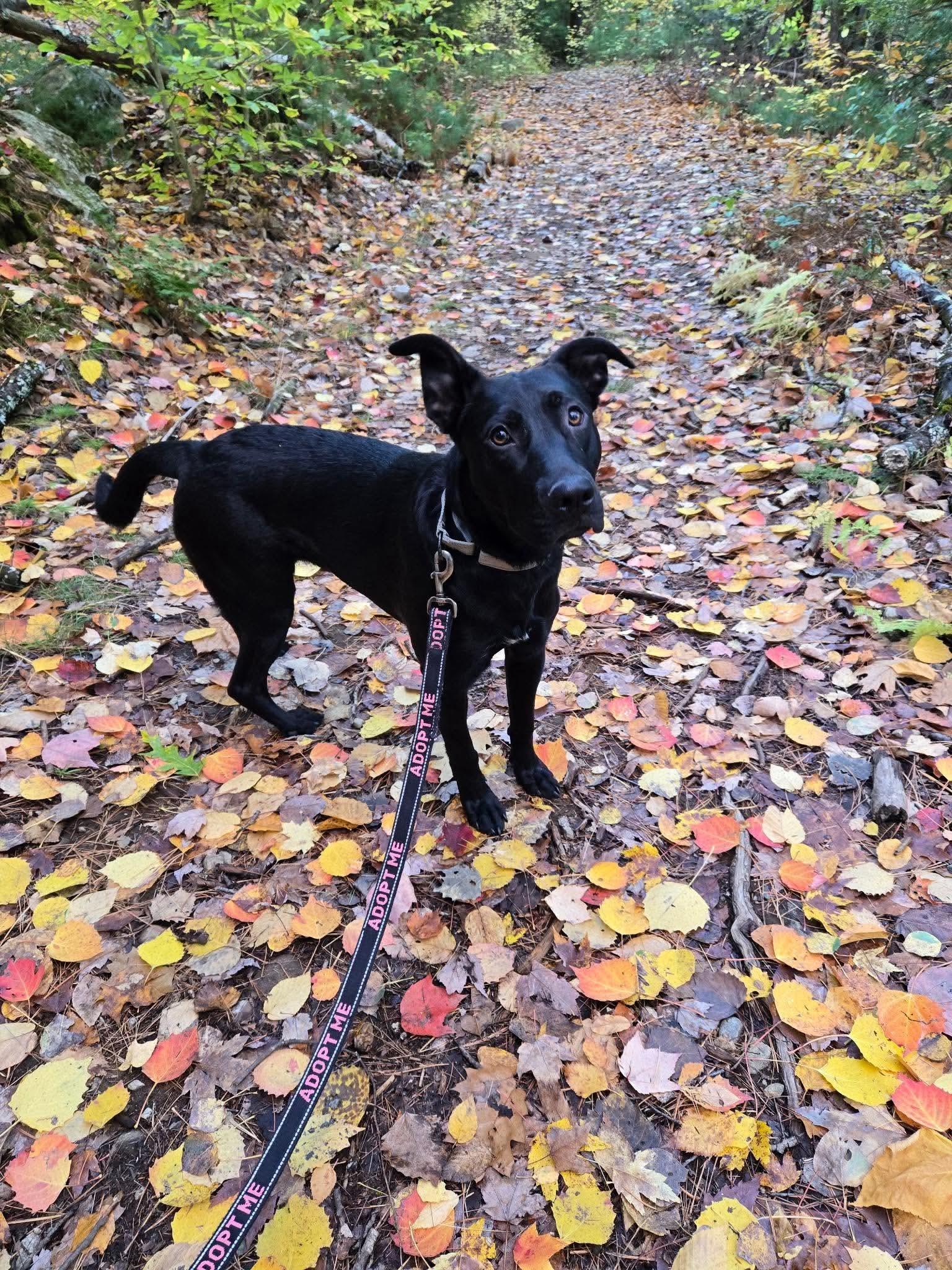 Enlarge Hallie, a Adoptable mixed breed in Argyle, NY image 1/6