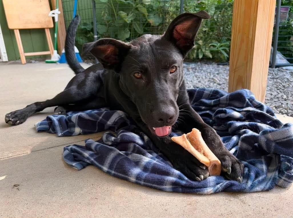 Enlarge Hallie, a Adoptable mixed breed in Argyle, NY image 2/6