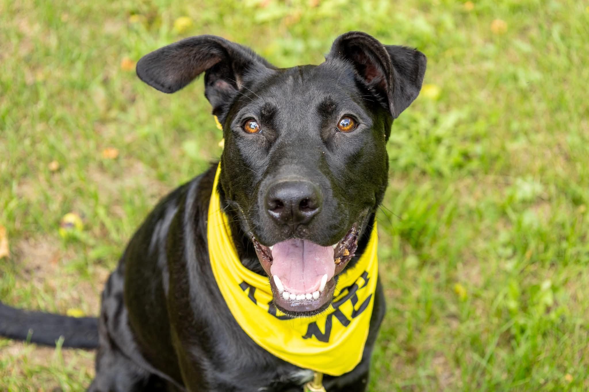 Enlarge Hallie, a Adoptable mixed breed in Argyle, NY image 4/6