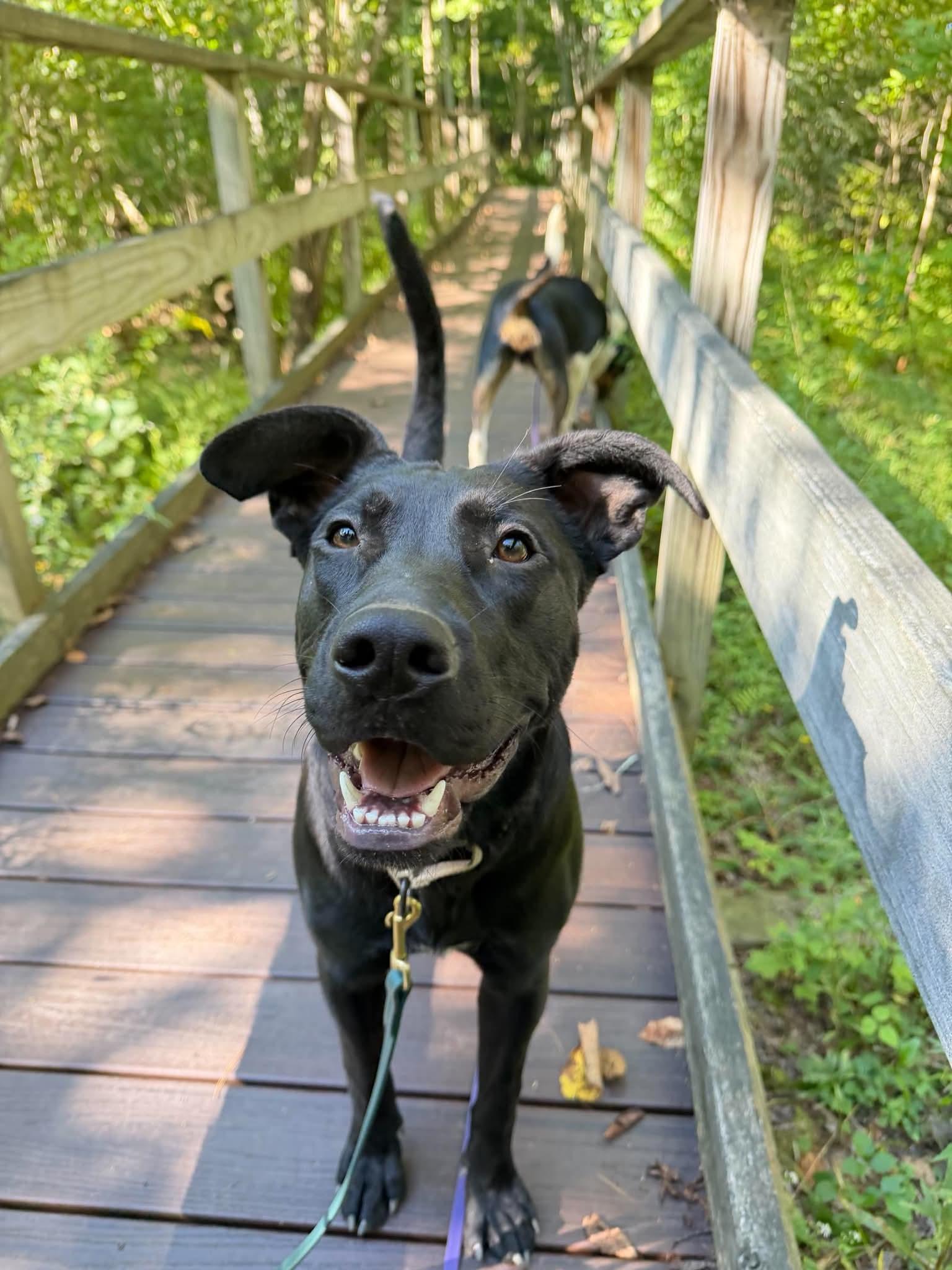 Hallie, Adoptable, Young Female Shepherd.