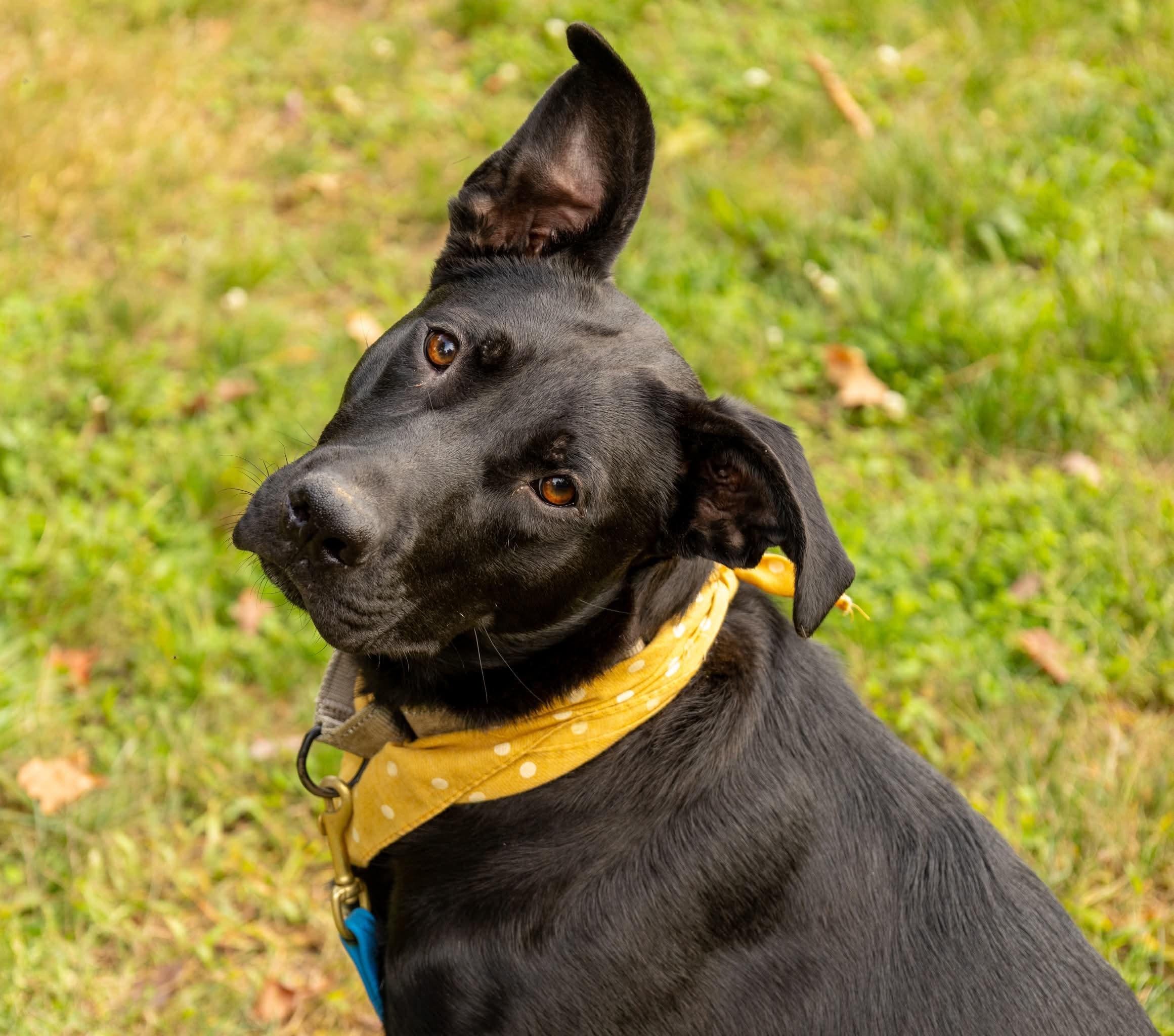 Hallie, Adoptable, Young Female Shepherd.
