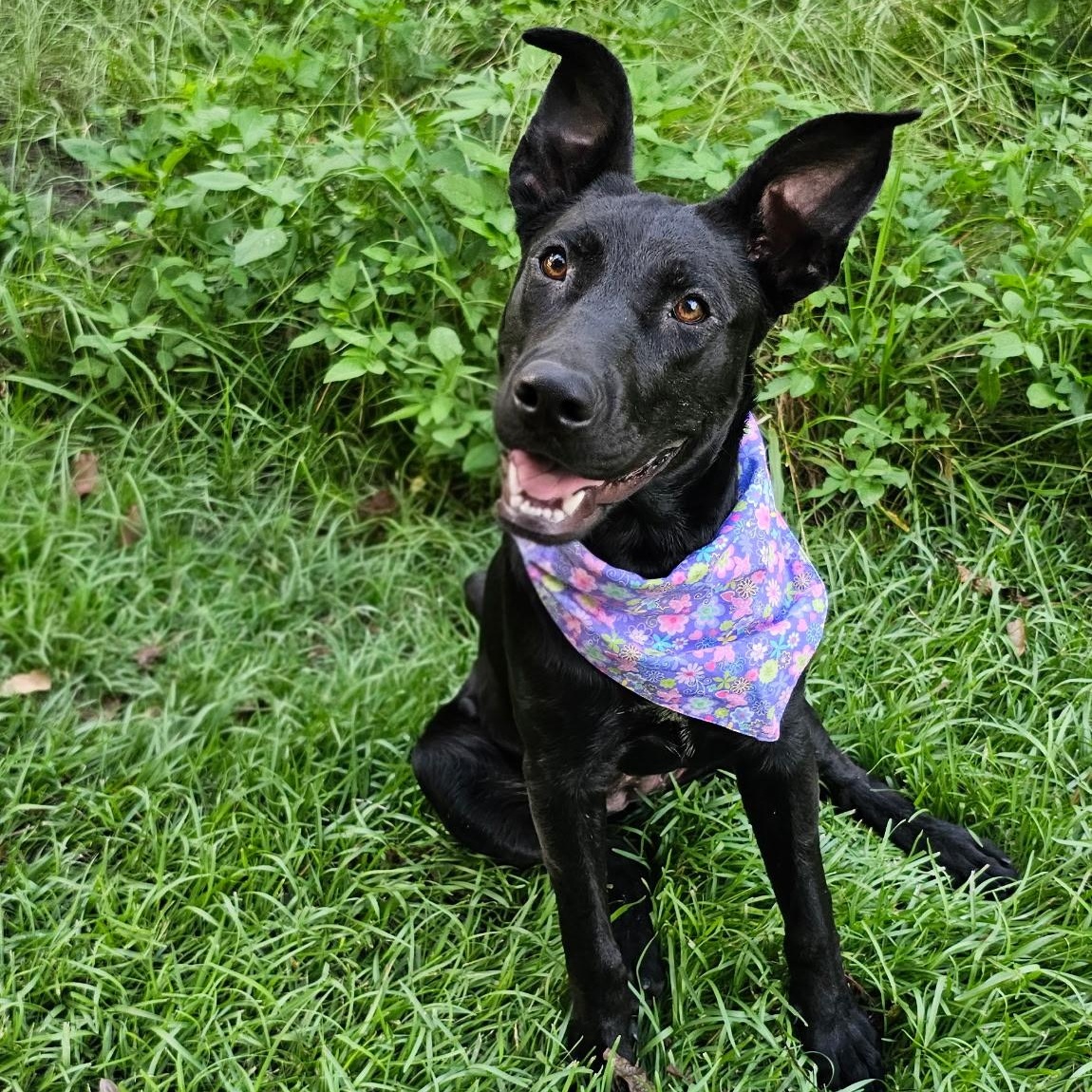Enlarge Hallie, a Adoptable mixed breed in Argyle, NY image 3/6