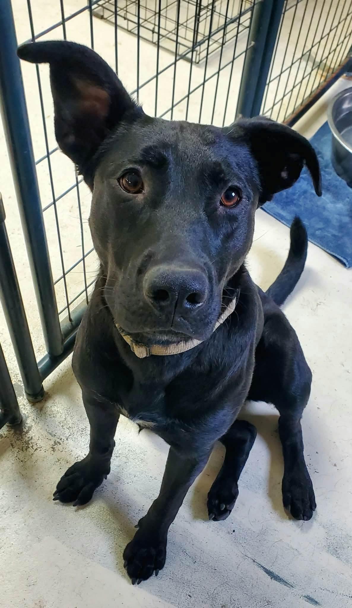 Enlarge Hallie, a Adoptable mixed breed in Argyle, NY image 5/6