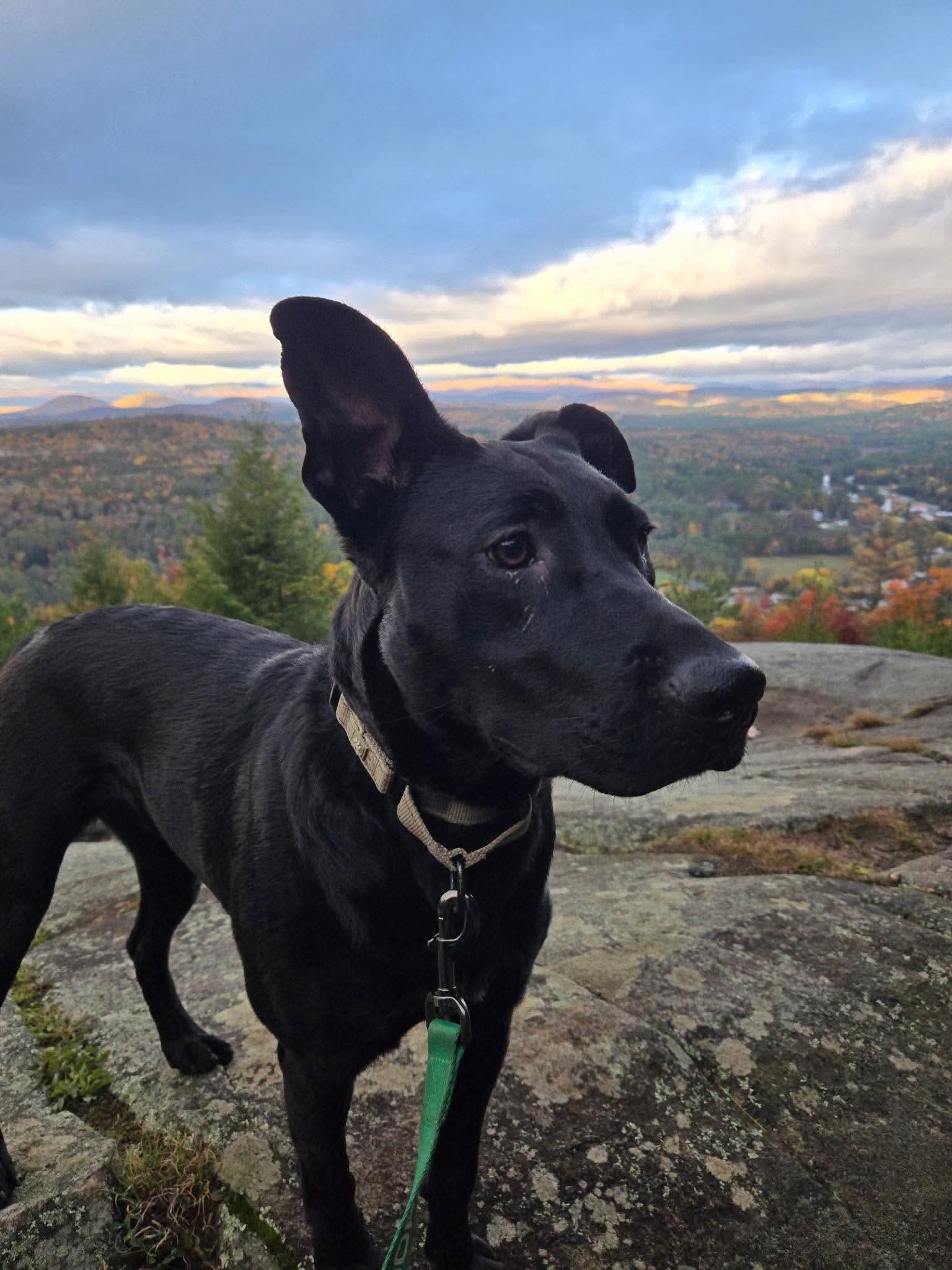 Enlarge Hallie, a Adoptable mixed breed in Argyle, NY image 4/6