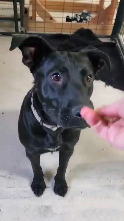 Enlarge Hallie, a Adoptable mixed breed in Argyle, NY video 6/6