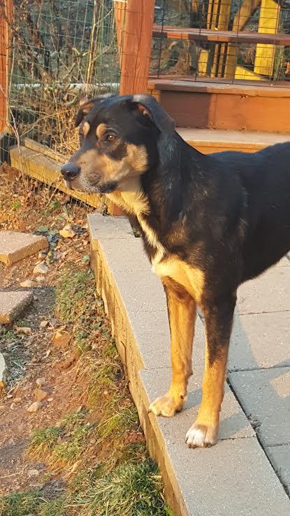 Lager, Adoptable, Young Male German Shepherd Dog & Australian Shepherd.