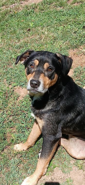 Lager, a Adoptable mixed breed in Pittstown, NJ image 2/3