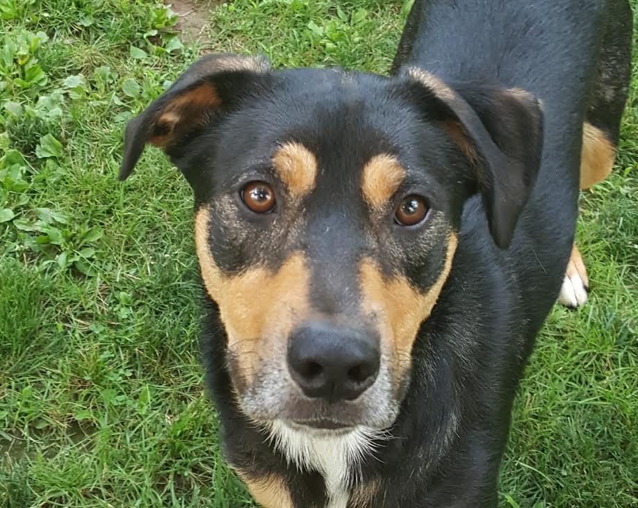 Lager, a Adoptable mixed breed in Pittstown, NJ image 3/3
