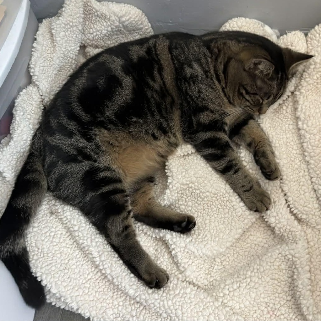 Enlarge Stevie Nicks, a Adoptable Domestic Short Hair in Garden City, MI image 4/4