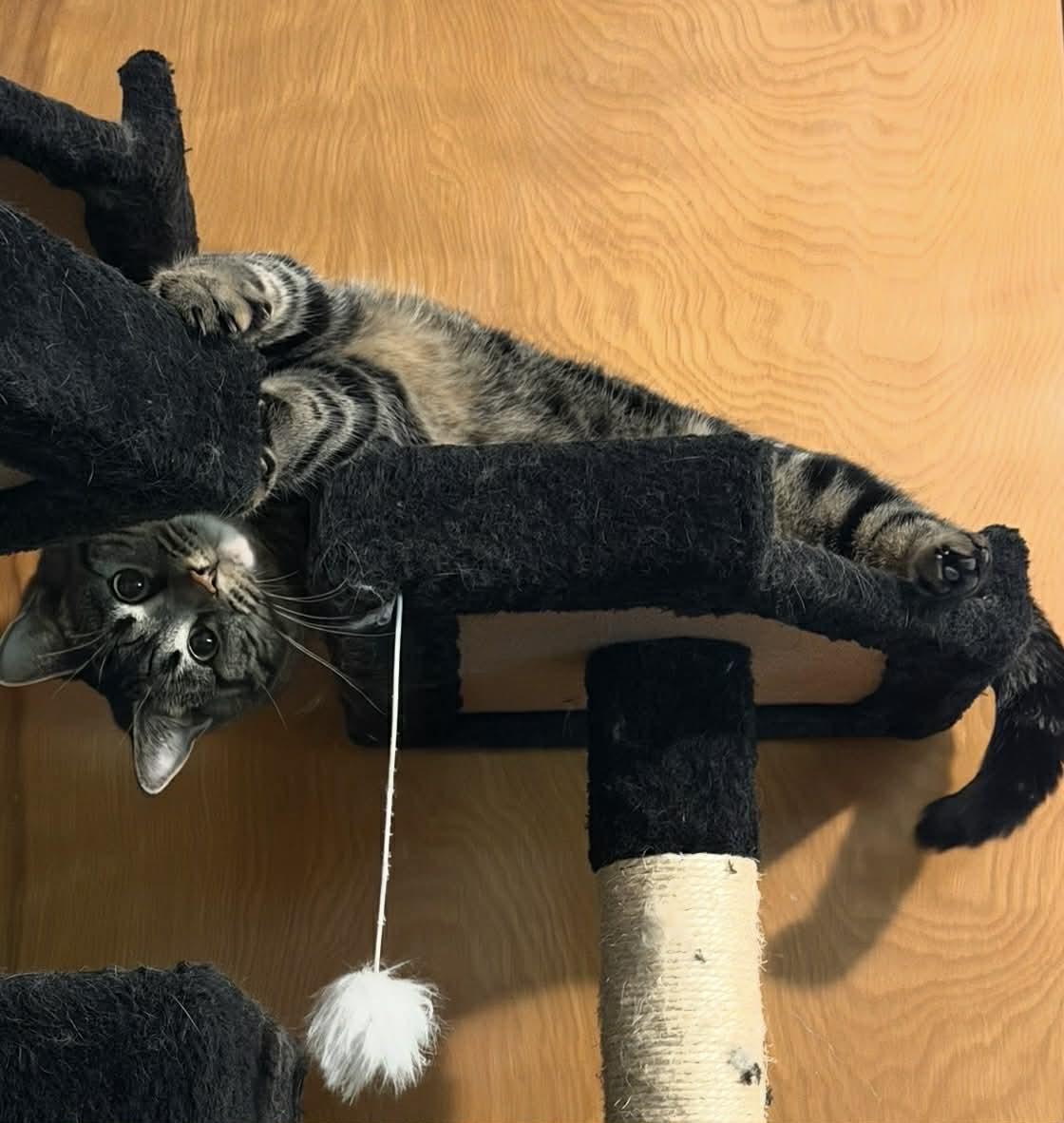 Enlarge Stevie Nicks, a Adoptable Domestic Short Hair in Garden City, MI image 2/4