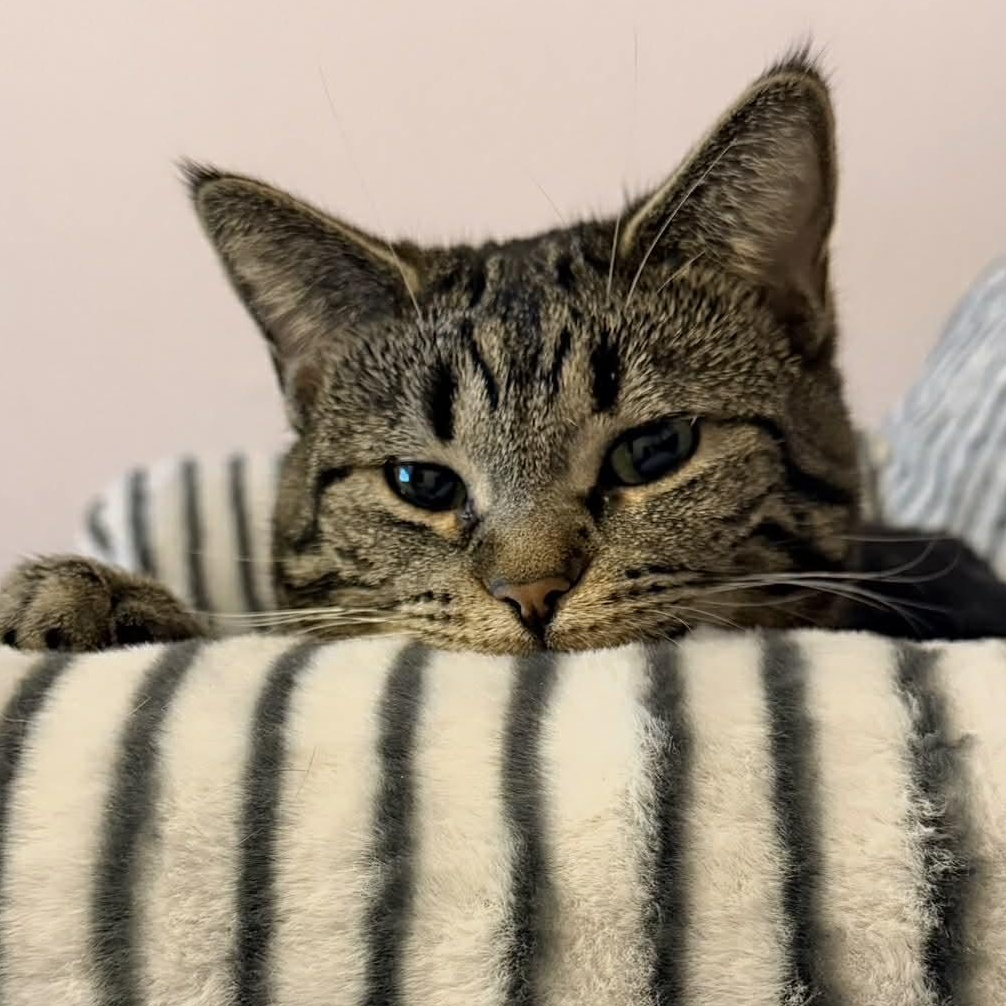 Enlarge Stevie Nicks, a Adoptable Domestic Short Hair in Garden City, MI image 3/4