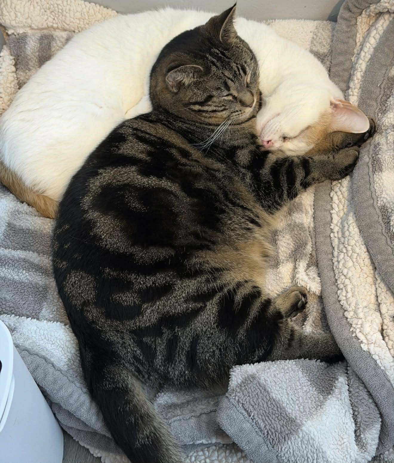 Stevie Nicks, Adoptable, Young Female Domestic Short Hair.