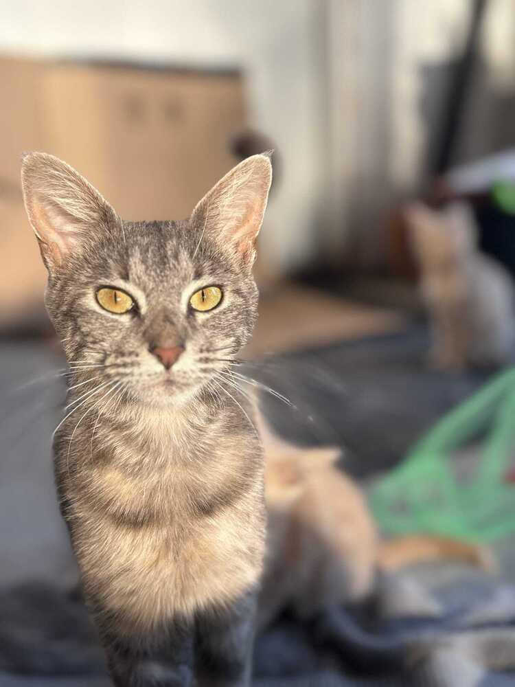 Enlarge Chiquita, a Adoptable Domestic Short Hair in Oak Park, MI image 1/1