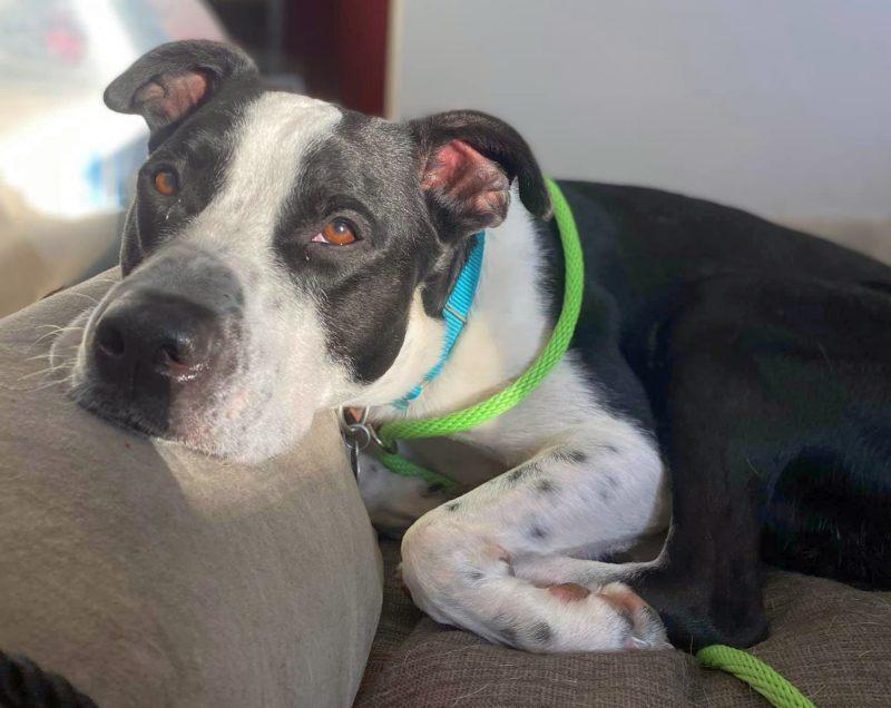 Enlarge Kubo Lonestar, a Adoptable mixed breed in Rockaway, NJ image 2/3