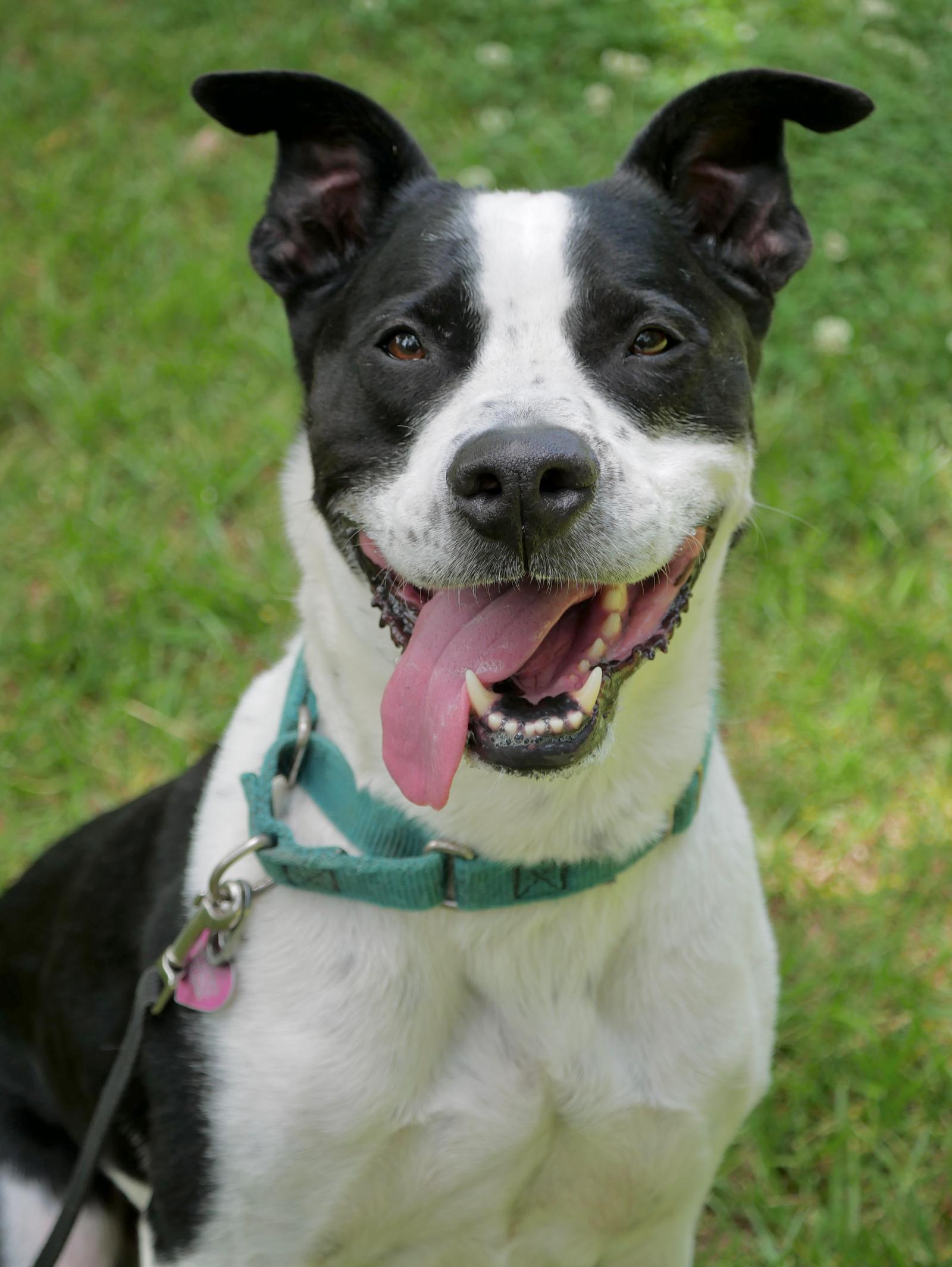 Enlarge Kubo Lonestar, a Adoptable mixed breed in Rockaway, NJ image 3/3