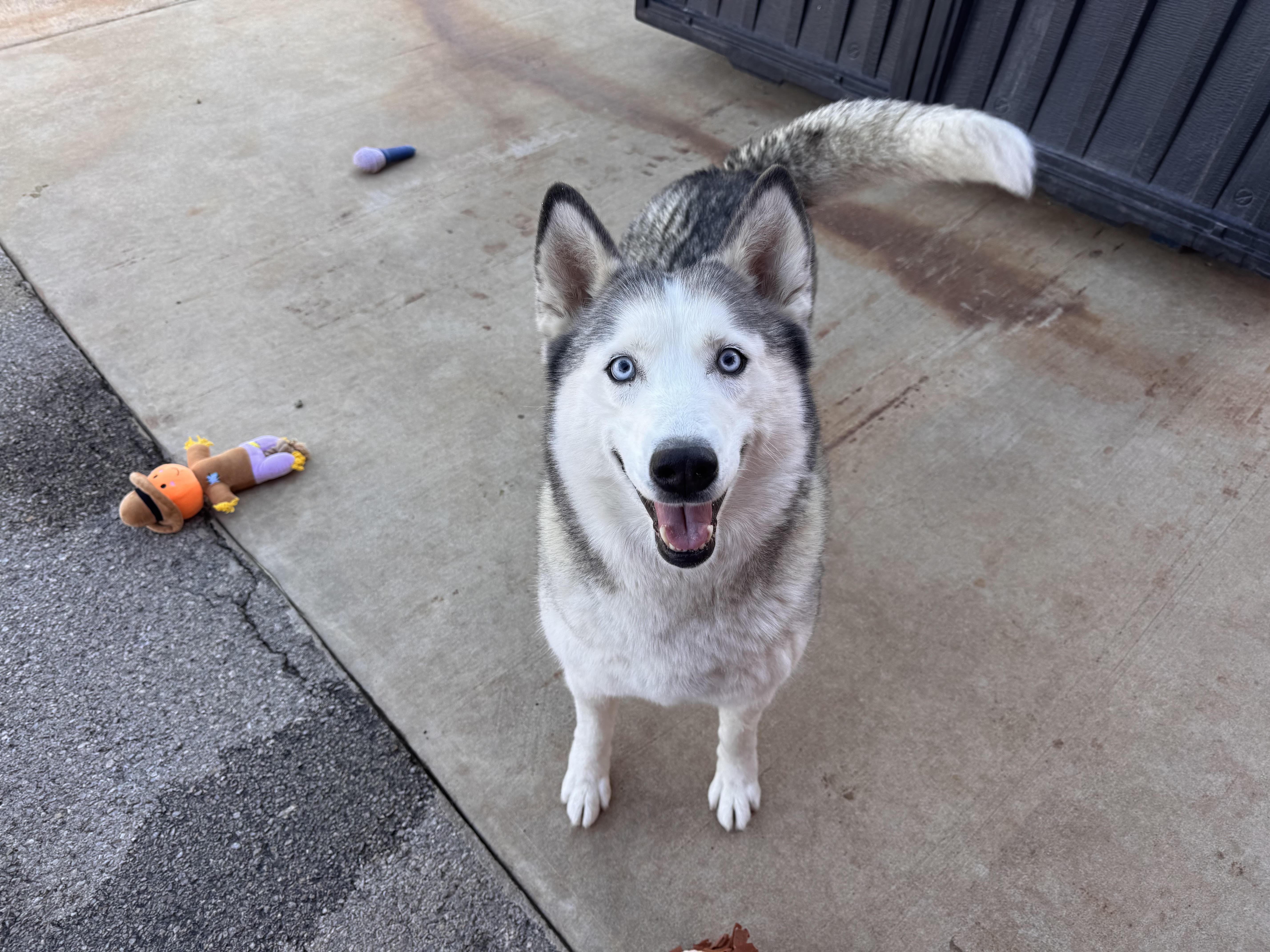 Enlarge Zena, an adopted Husky in Chickasha, OK image 2/2
