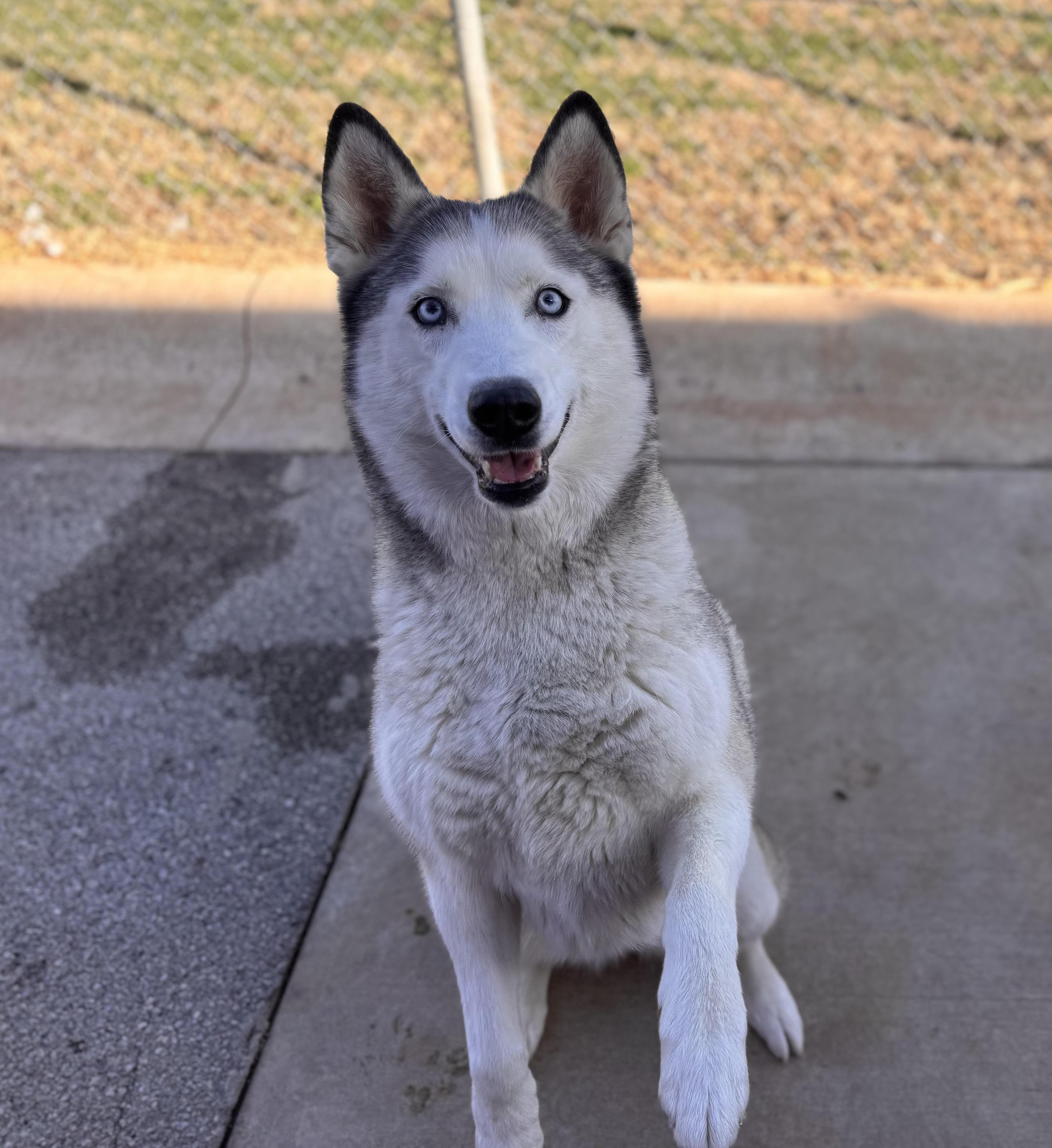 Zena, ADOPTABLE, Adult Female Husky.