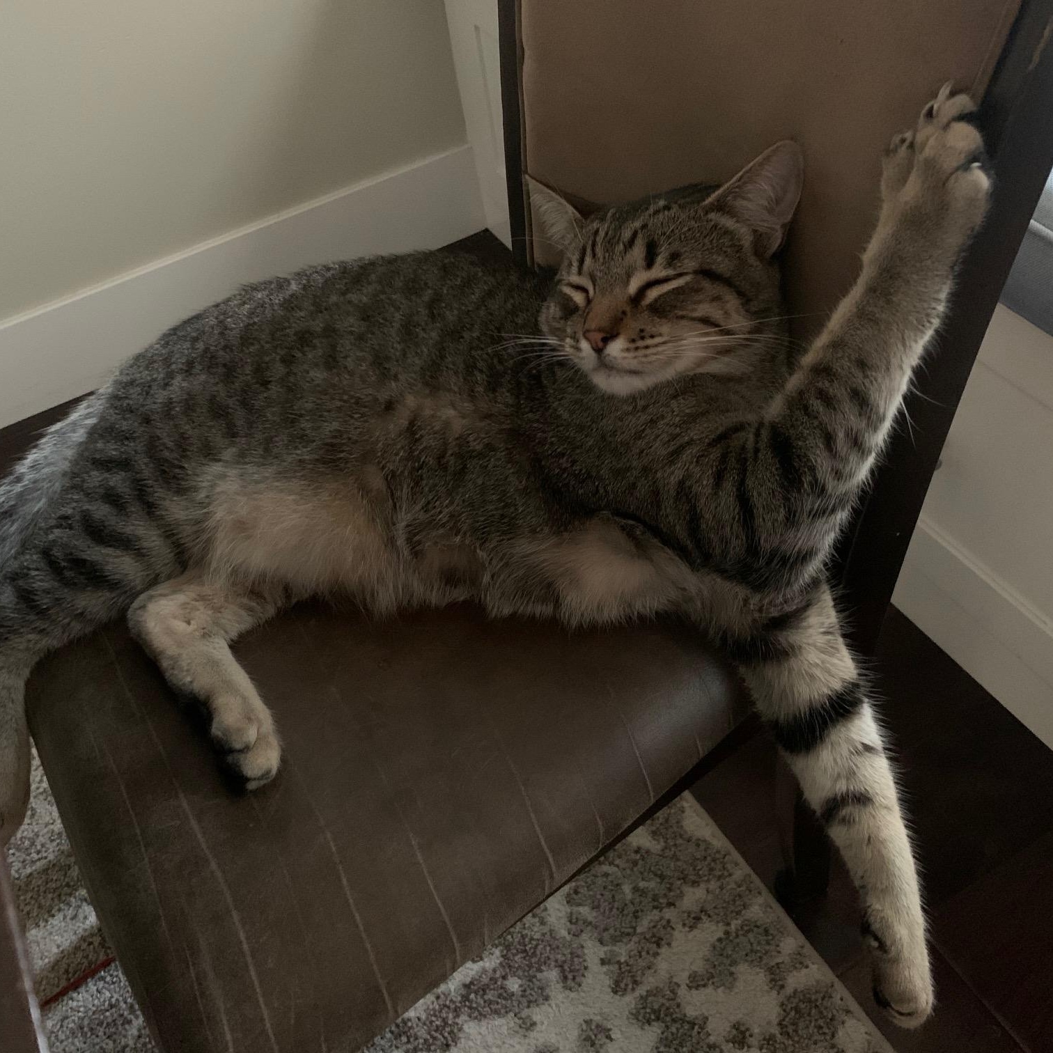 Enlarge Stripes (& Socks), a Adoptable Domestic Short Hair in Manhattan Beach, CA image 4/6