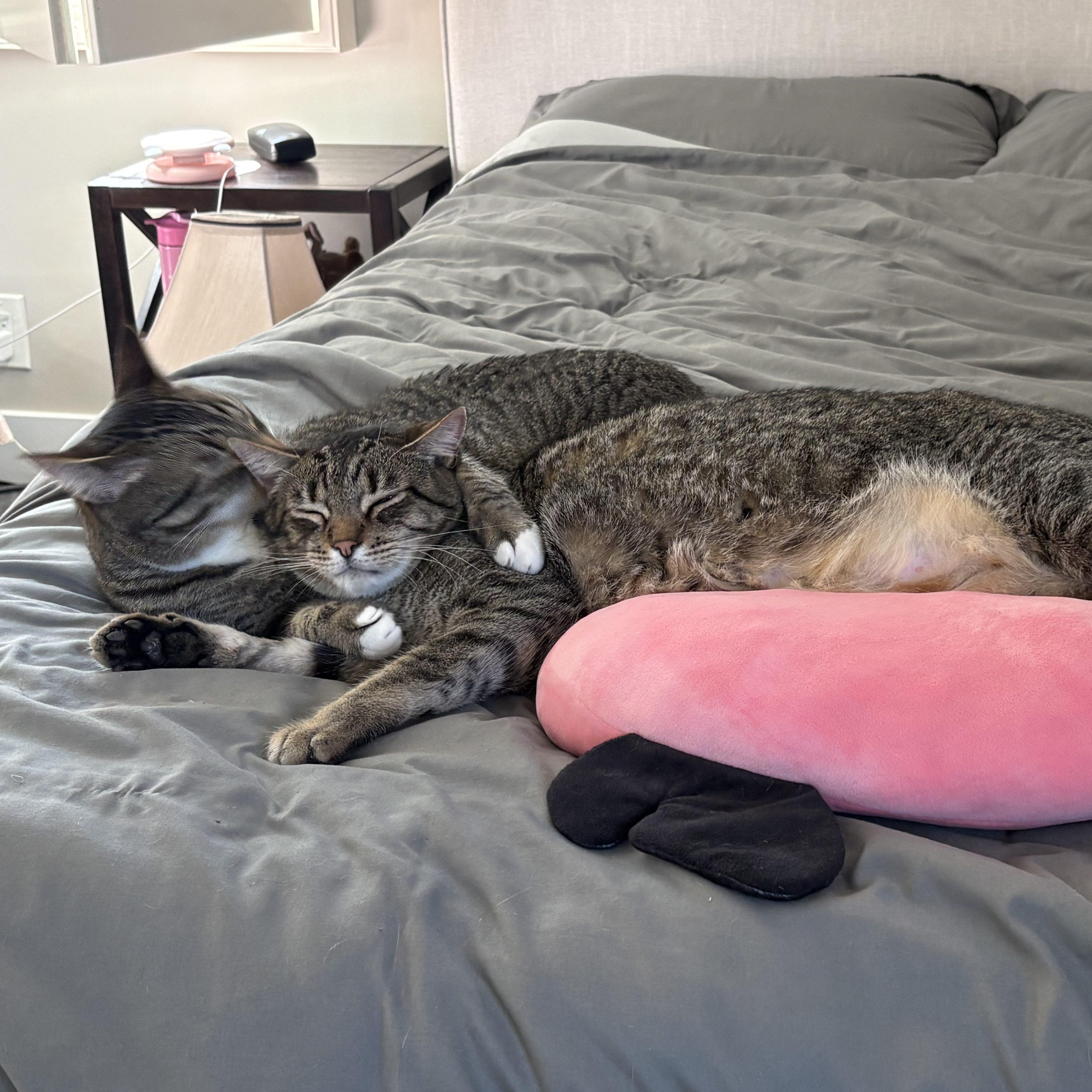 Enlarge Stripes (& Socks), a Adoptable Domestic Short Hair in Manhattan Beach, CA image 5/6