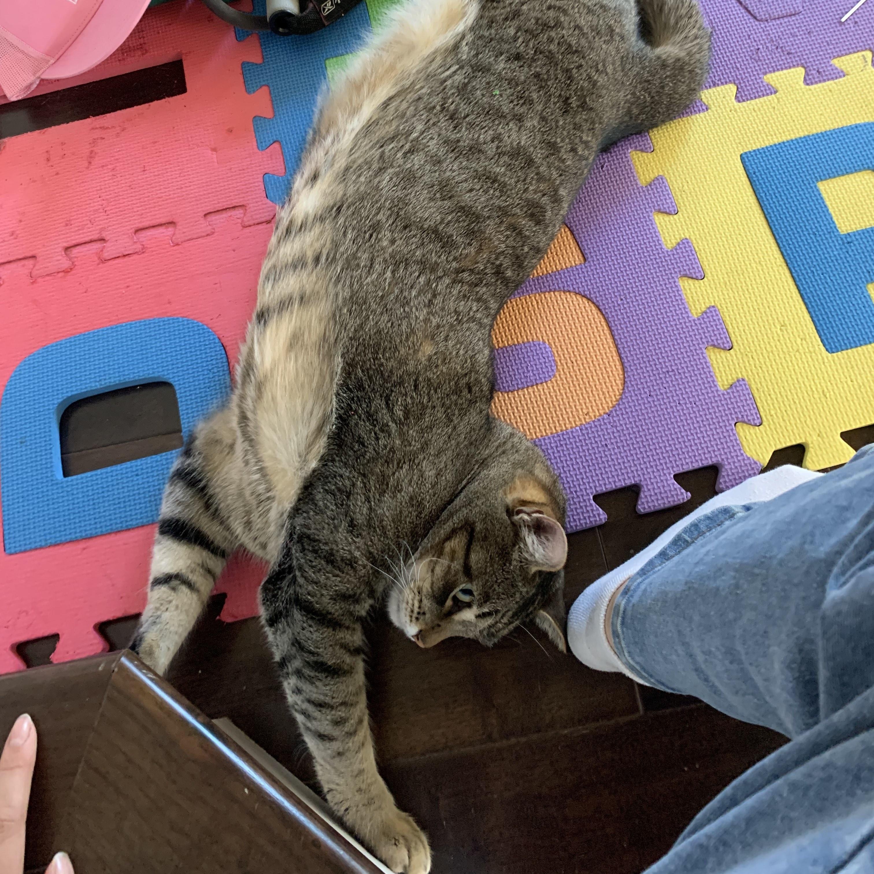 Enlarge Stripes (& Socks), a Adoptable Domestic Short Hair in Manhattan Beach, CA image 3/6