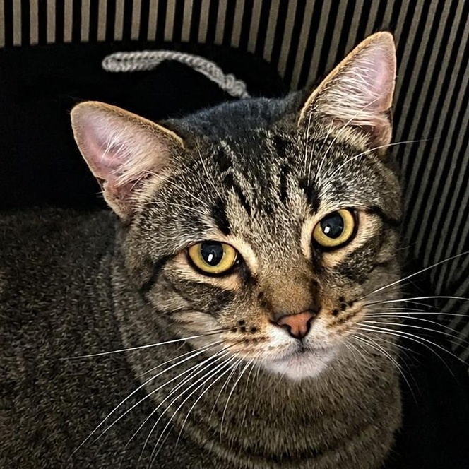 Enlarge Stripes (& Socks), a Adoptable Domestic Short Hair in Manhattan Beach, CA image 1/6