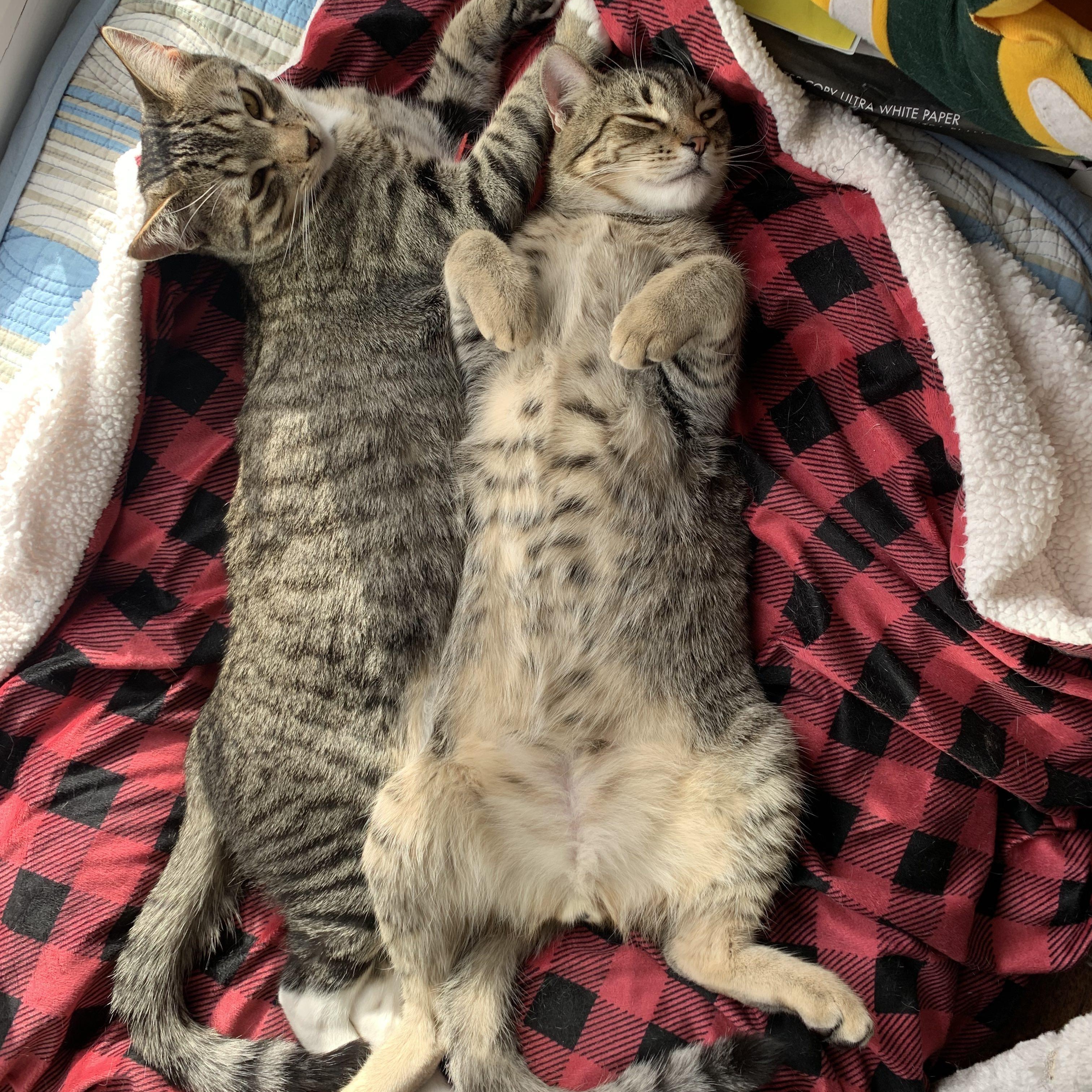 Enlarge Stripes (& Socks), a Adoptable Domestic Short Hair in Manhattan Beach, CA image 6/6