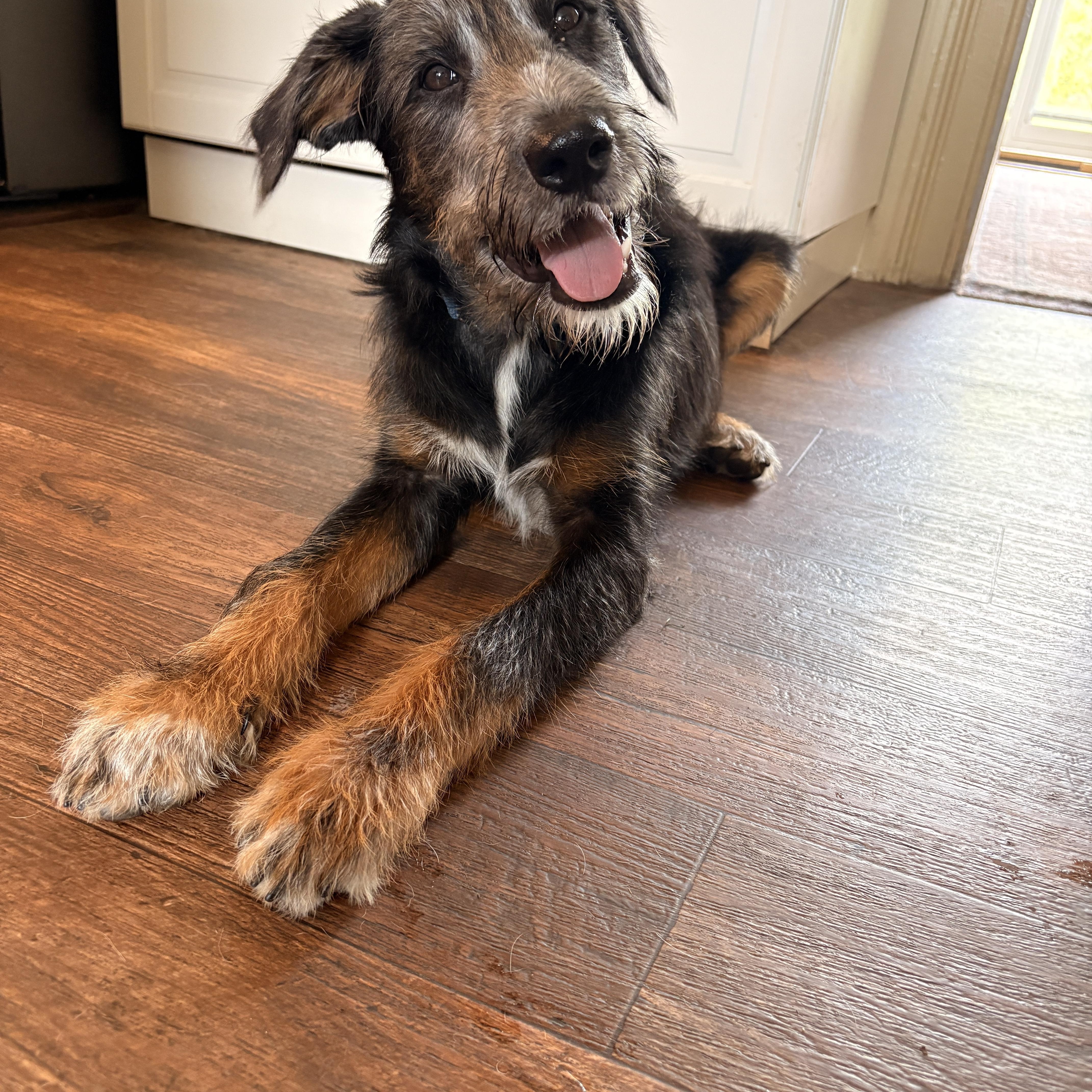 Enlarge Bowie-PENDING ADOPTION, an adopted mixed breed in Mount Bethel, PA image 2/2