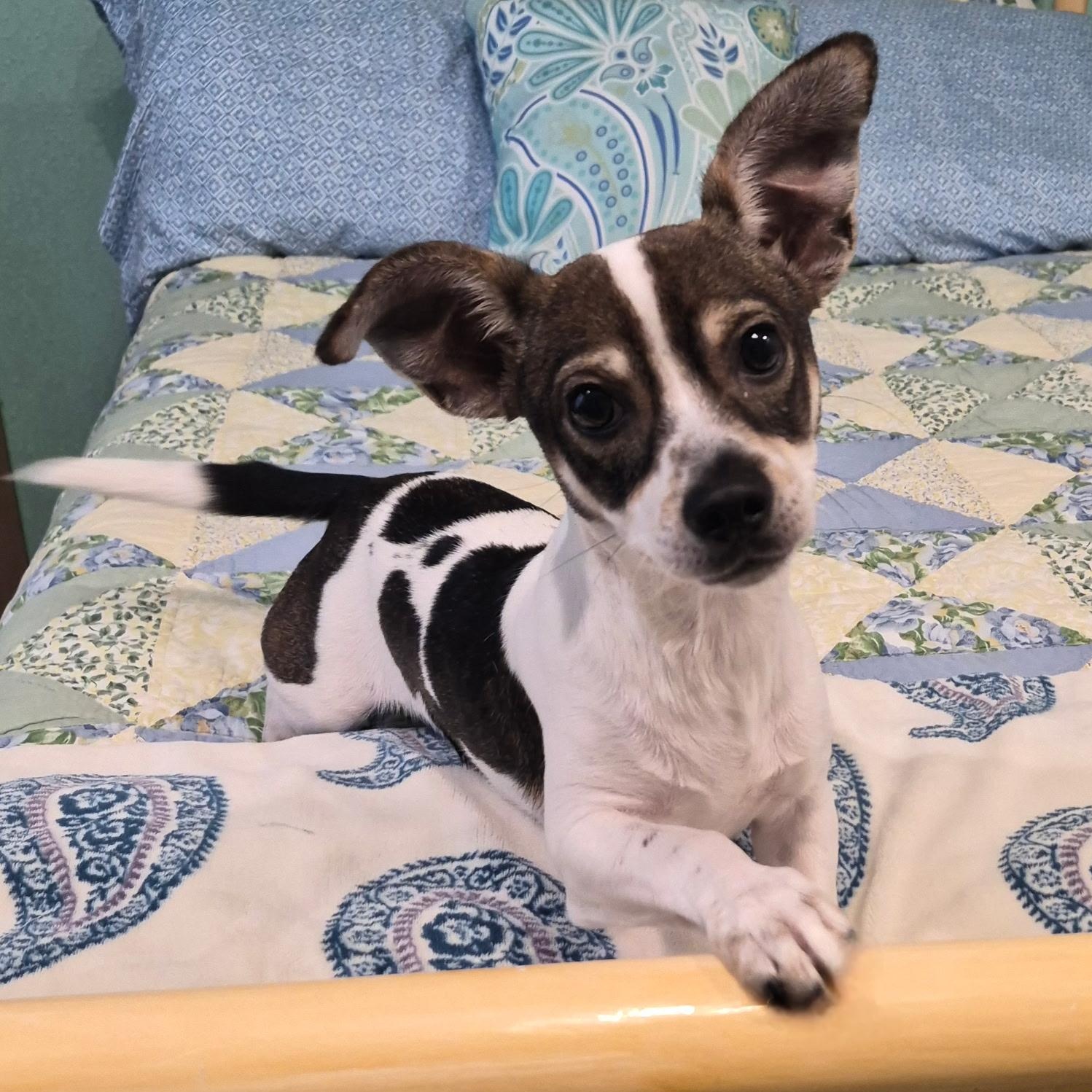 Griffin, adopted, Young Male Chihuahua & Rat Terrier.
