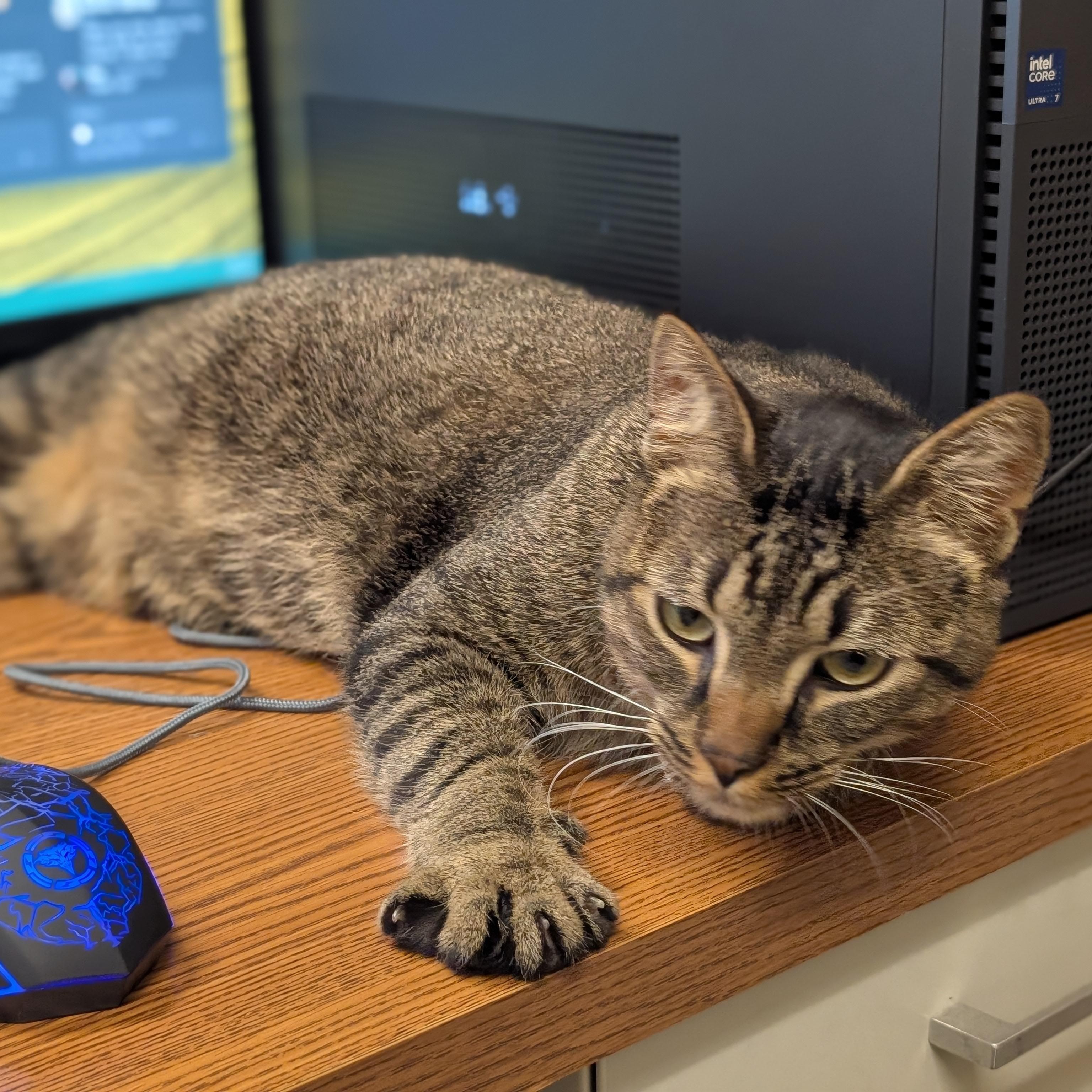 Harrison - Name Your Own Adoption Fee!, a Adoptable Domestic Short Hair in Jefferson, WI image 2/5