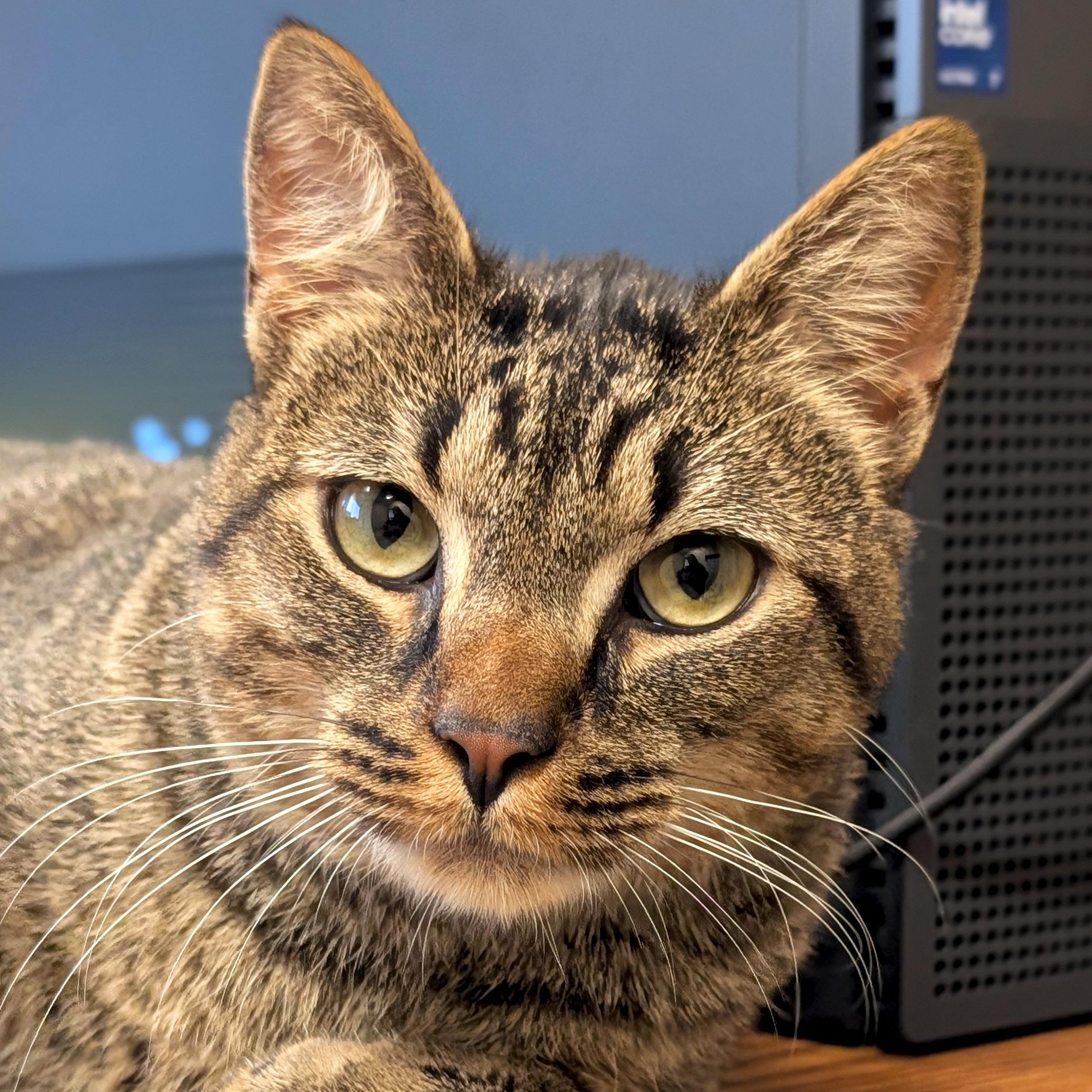 Harrison - Name Your Own Adoption Fee!, Adoptable, Adult Male Domestic Short Hair.