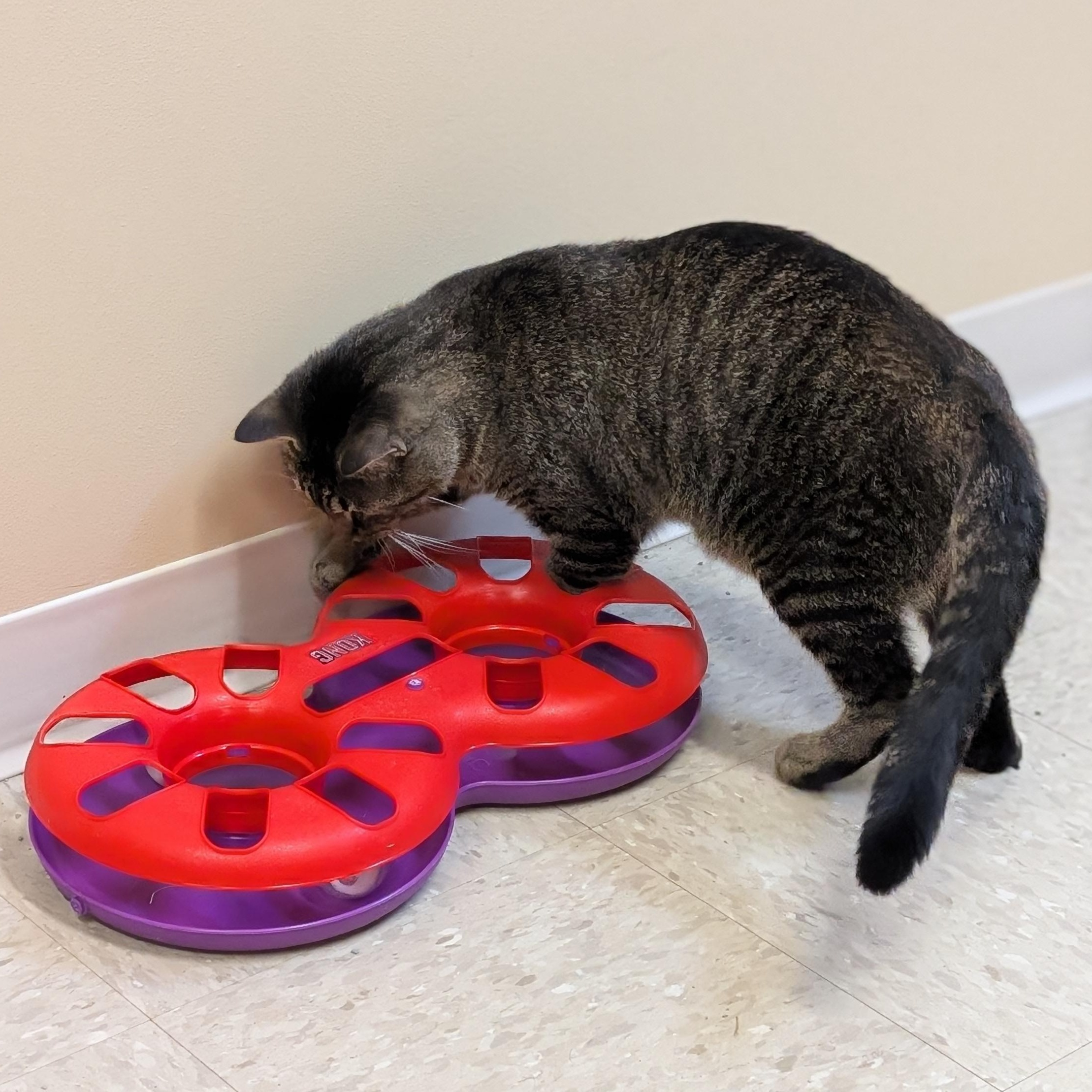 Harrison - Name Your Own Adoption Fee!, a Adoptable Domestic Short Hair in Jefferson, WI image 4/5