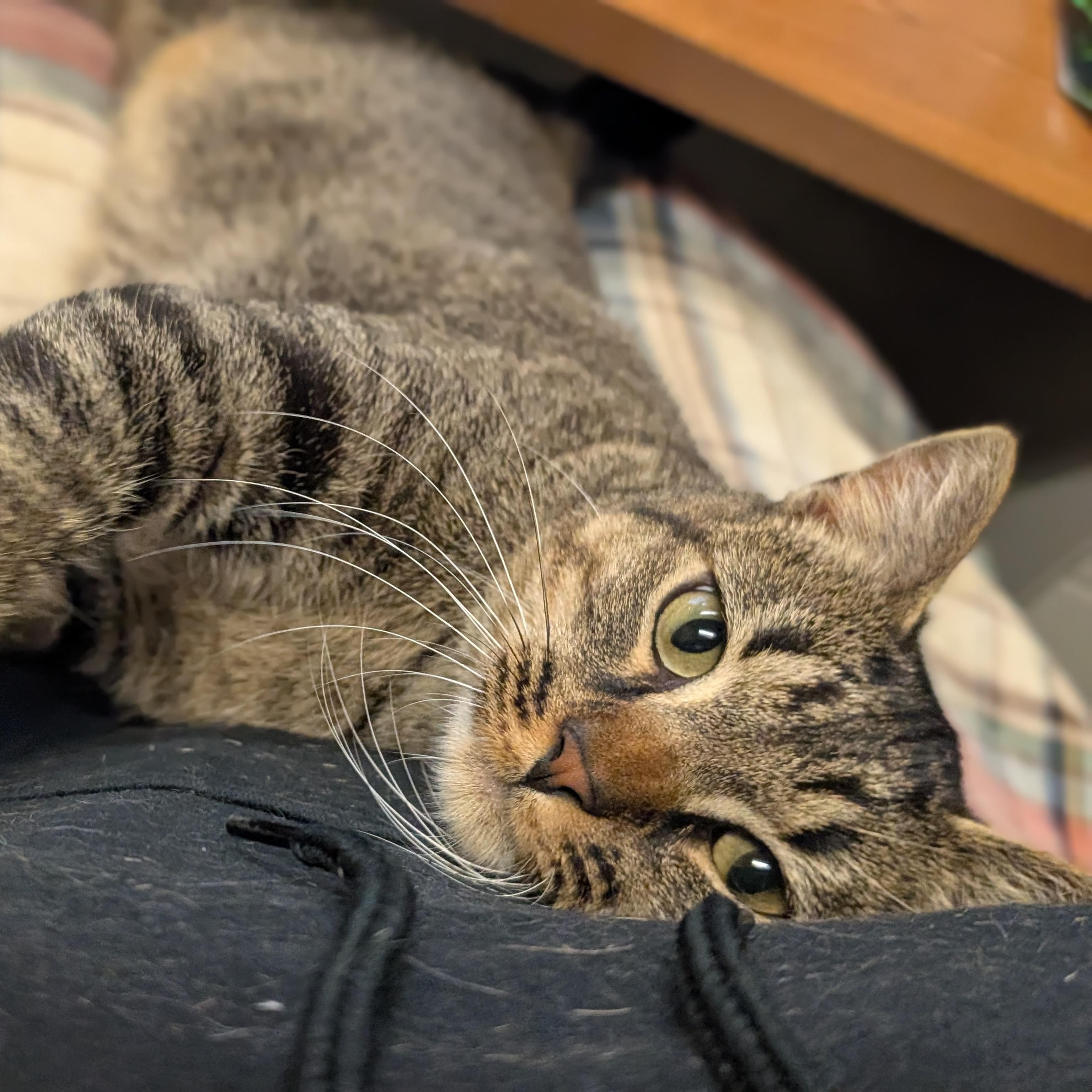 Harrison - Name Your Own Adoption Fee!, a Adoptable Domestic Short Hair in Jefferson, WI image 5/5