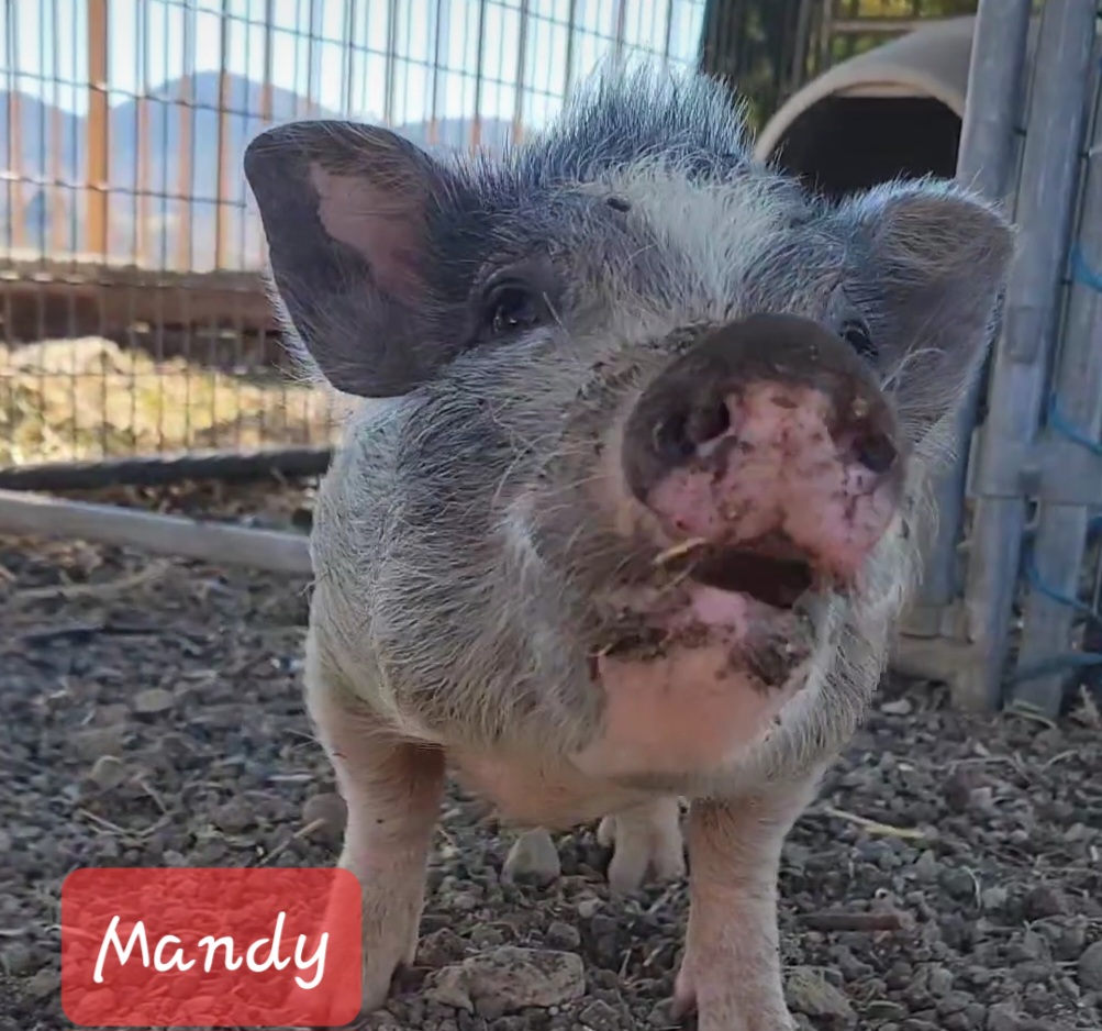 Mandy, Adopted, Young Female Pot Bellied.