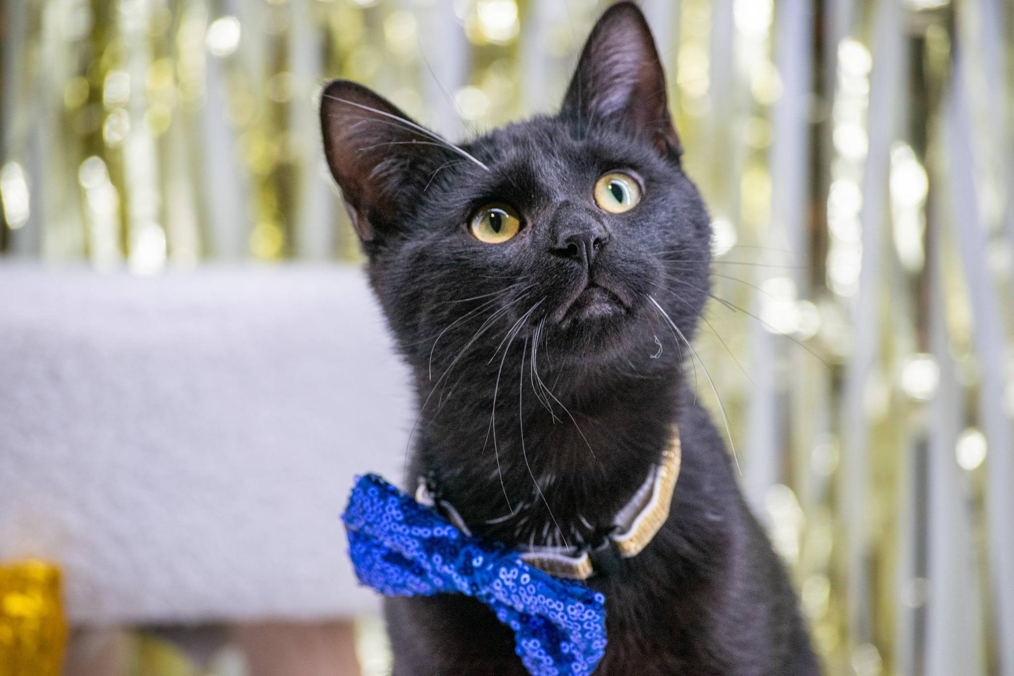 Enlarge ANISE, a ADOPTABLE mixed breed in Sevierville, TN image 2/4