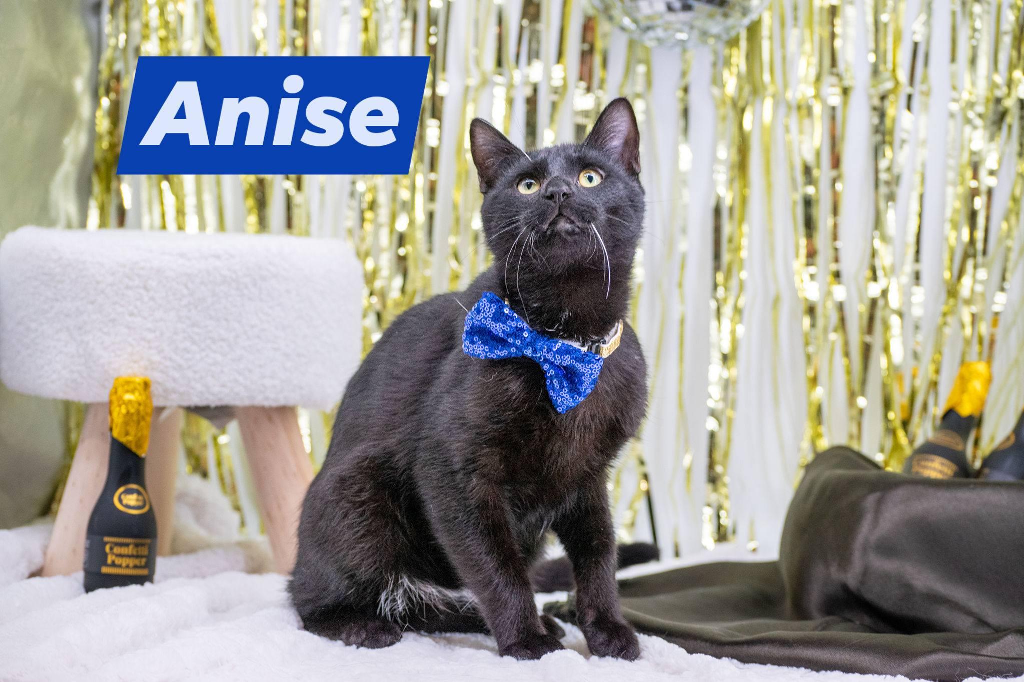 Enlarge ANISE, a ADOPTABLE mixed breed in Sevierville, TN image 1/4