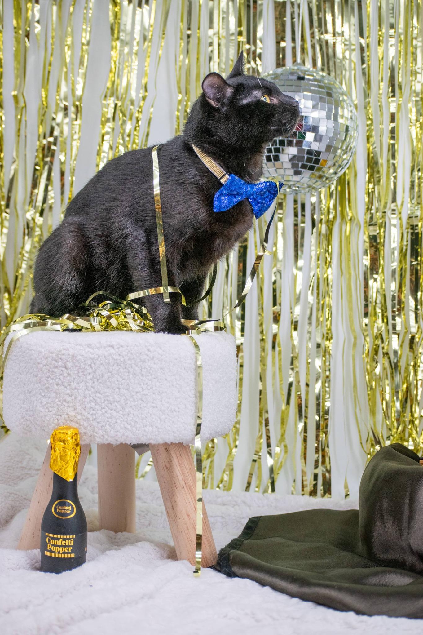 Enlarge ANISE, a ADOPTABLE mixed breed in Sevierville, TN image 3/4