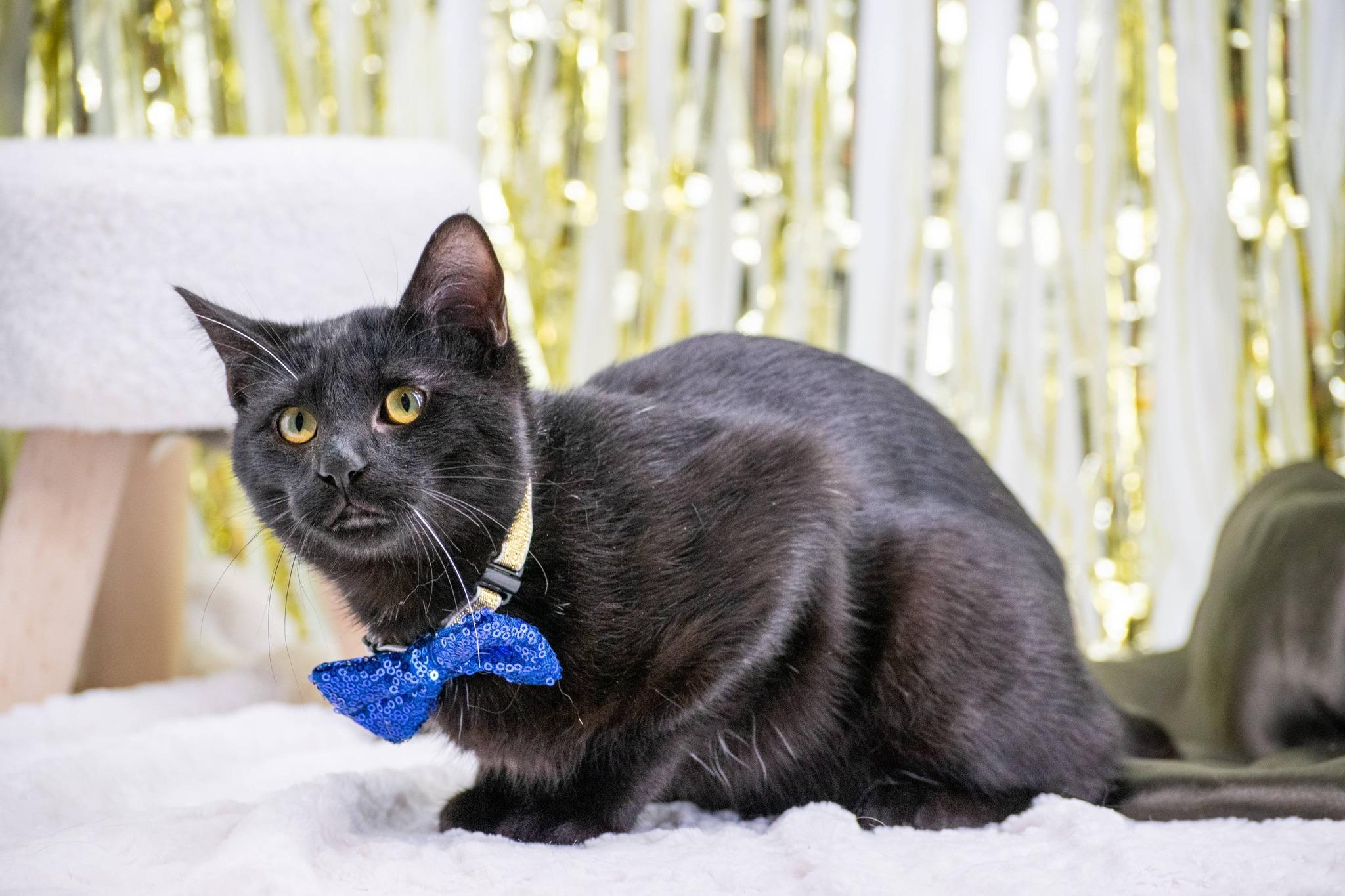 Enlarge ANISE, a ADOPTABLE mixed breed in Sevierville, TN image 4/4