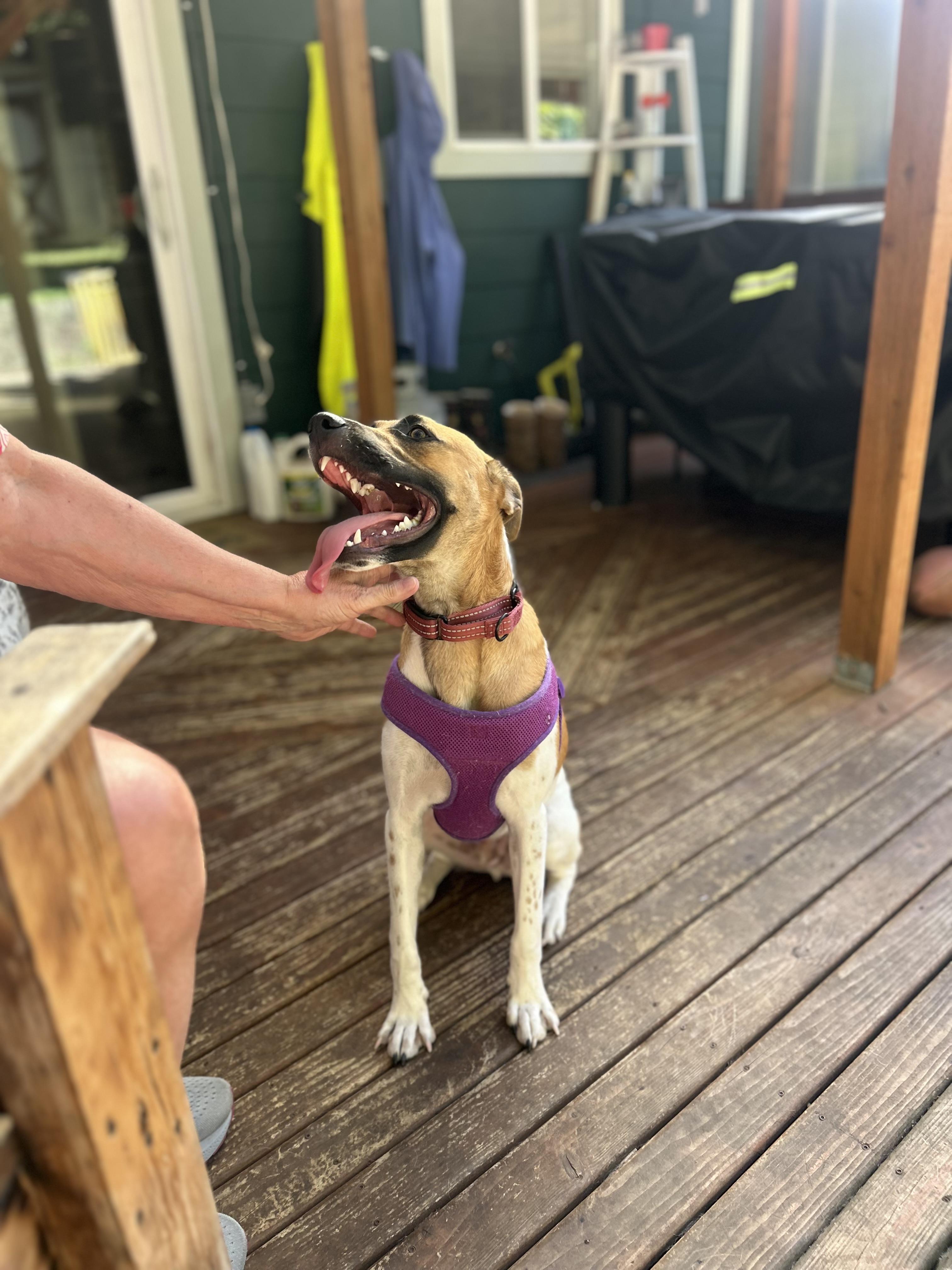 Vaquero is just a very good-behaved 8 months old pup he was abandoned like many others by the Houst