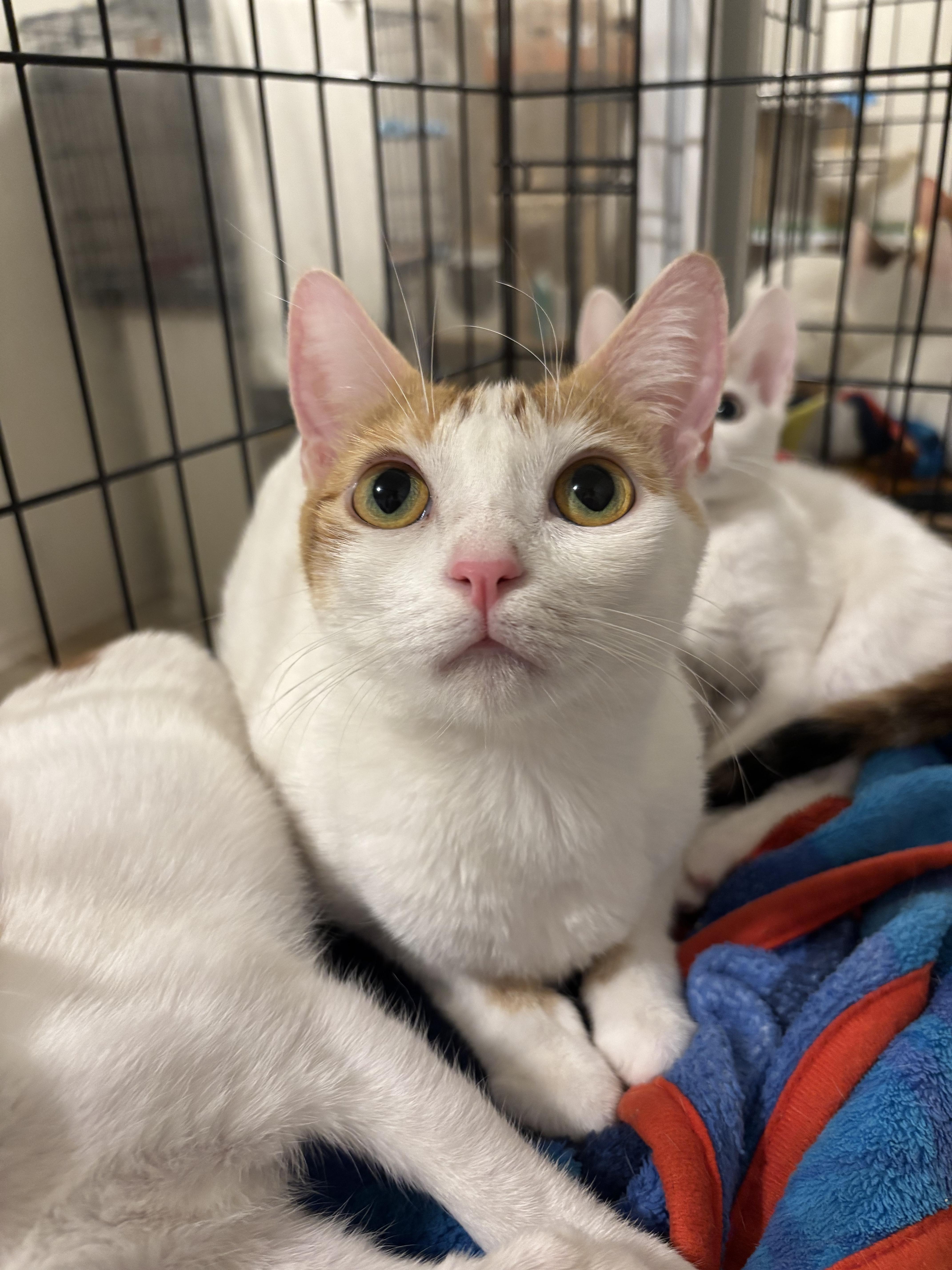 Clover, ADOPTABLE, Adult Female Domestic Short Hair.